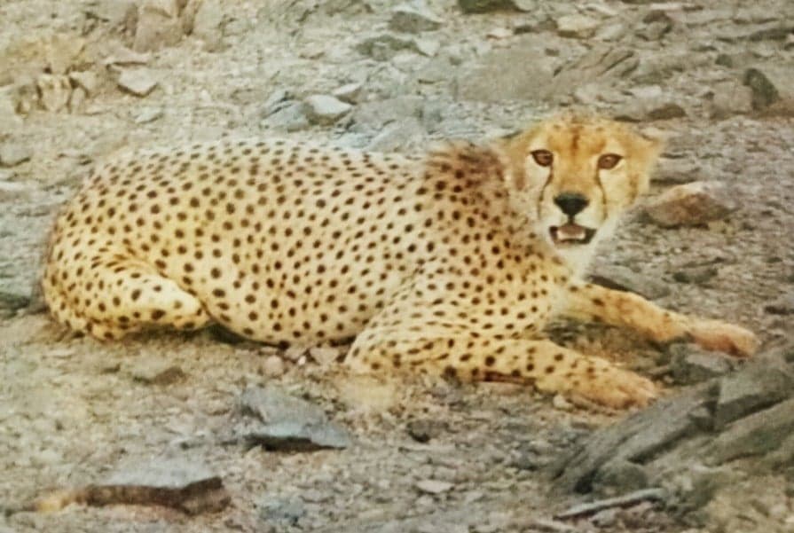 A pale Saharan cheetah standing alert on dry desert ground