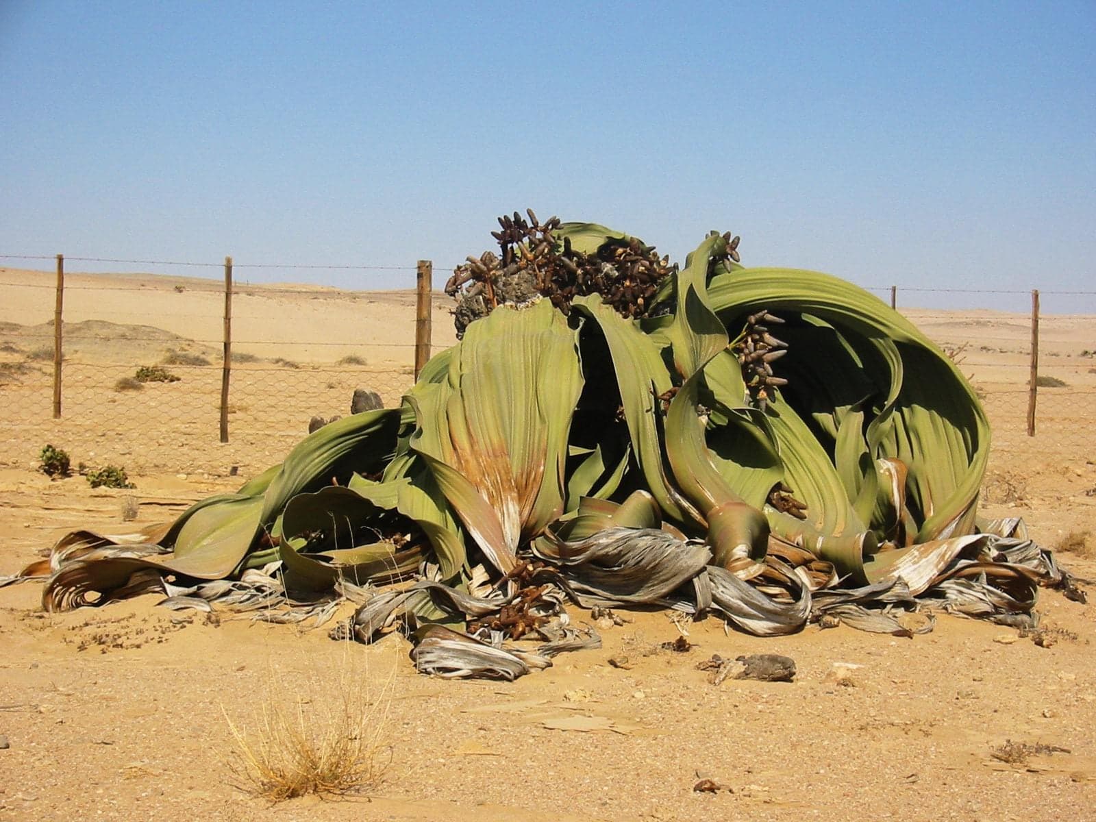 Ancient Welwitschia plant with curling leaves spread across orange desert gravel