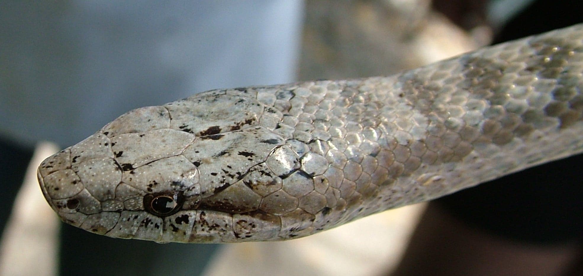 An Antiguan racer snake resting on leaves