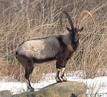 A bezoar ibex with long curved horns on a rocky cliff