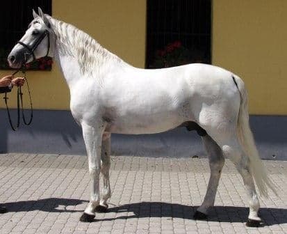 A white Lipizzaner horse performing a levade move in the Spanish Riding School in Vienna