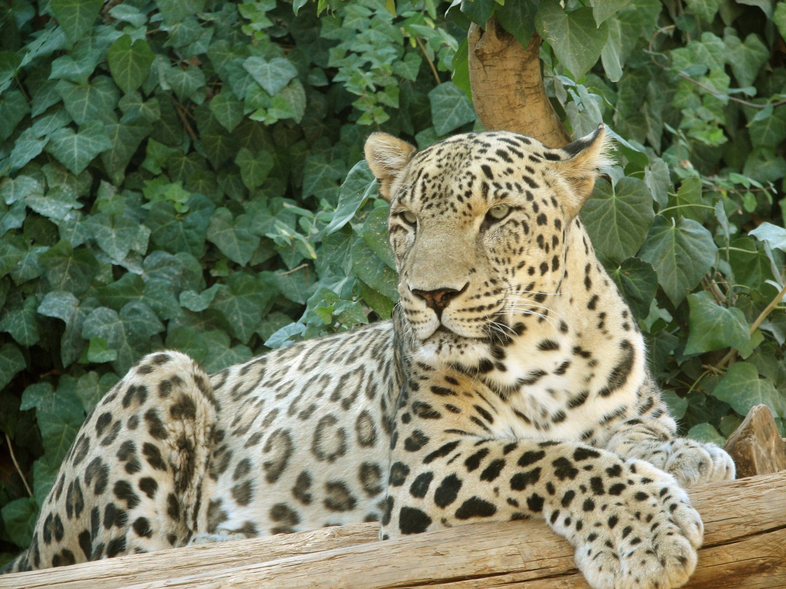 A Caucasian leopard with golden fur and dark spots walking across a rocky mountain slope