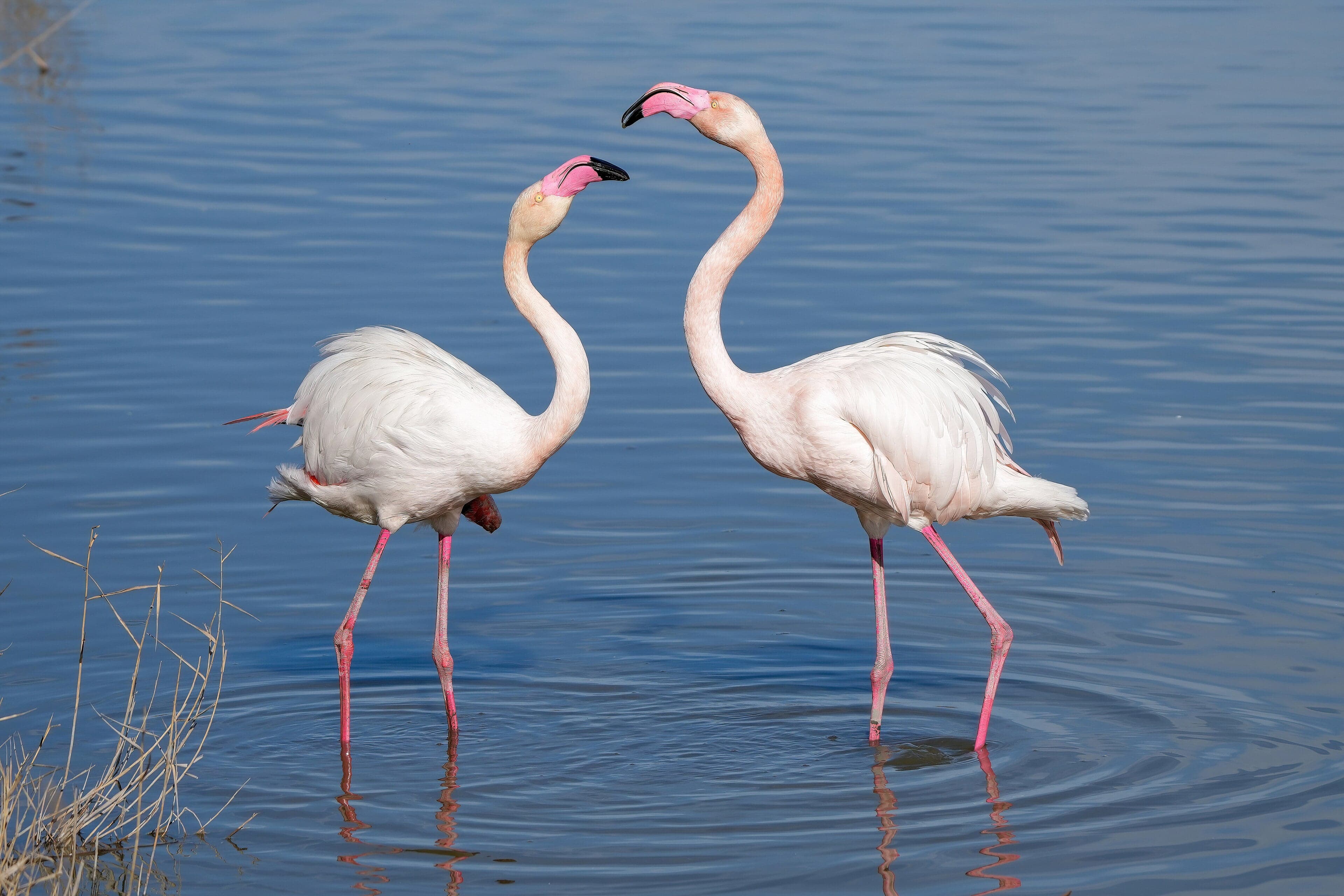 A flock of pink flamingos wading in a shallow lake in Azerbaijan