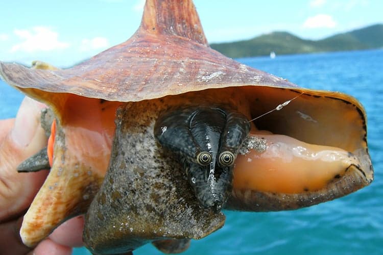 A large pink and orange queen conch shell on a sandy sea floor