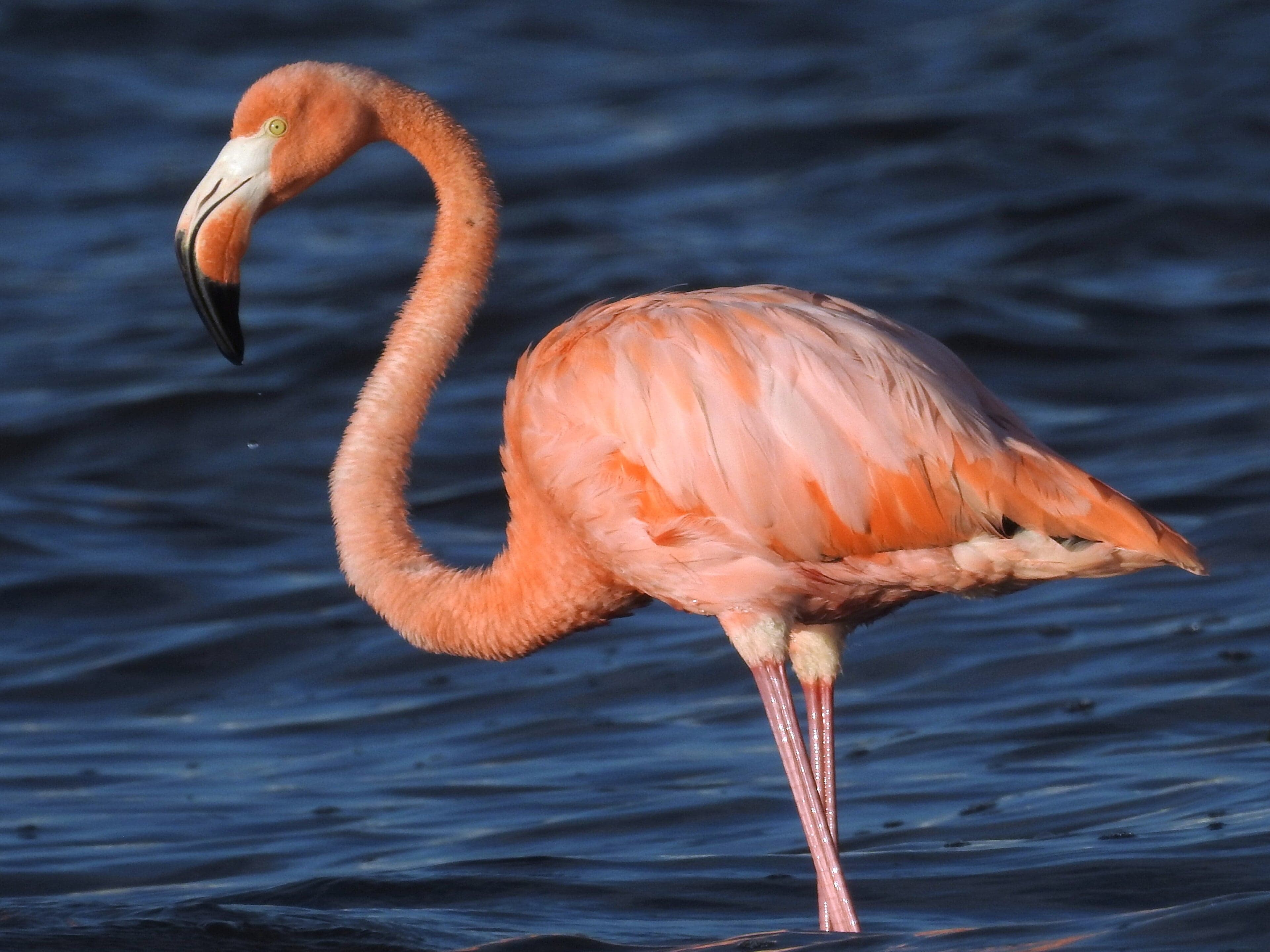 A group of bright pink West Indian flamingos wading in shallow water
