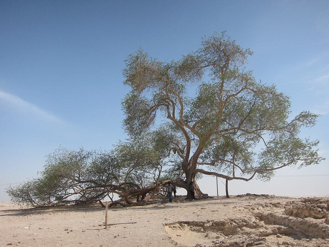 The ancient Tree of Life standing alone in the sandy Bahraini desert