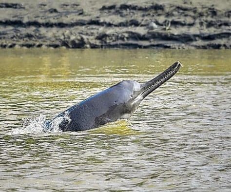 A Ganges river dolphin breaching out of a muddy river, with a long thin snout pointing upwards