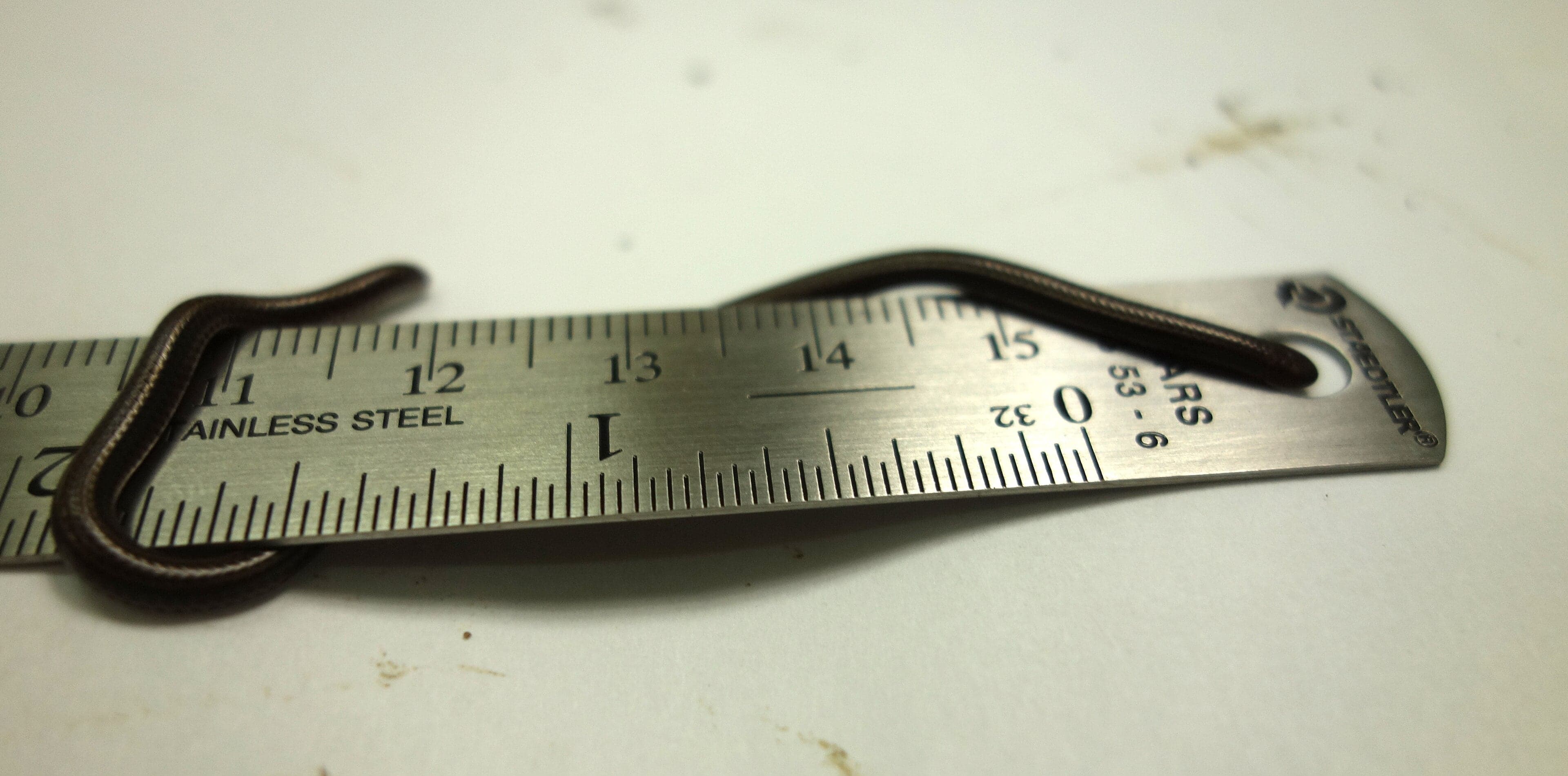 A tiny Barbados threadsnake coiled on a coin to show its minuscule size