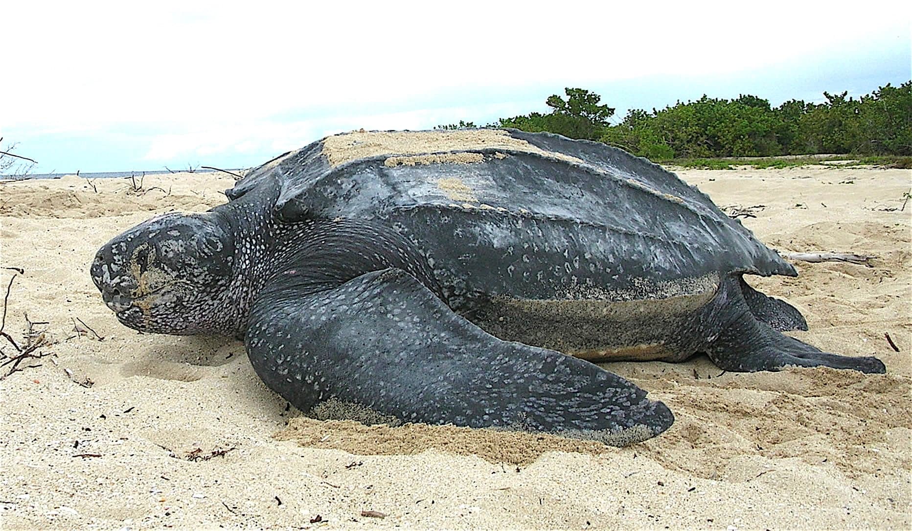 A large leatherback sea turtle making its way across a dark Barbados beach toward the water