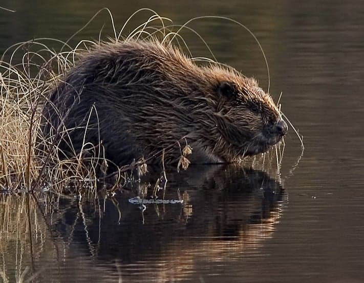 A Eurasian beaver sitting on the bank of a forest stream, holding a small branch