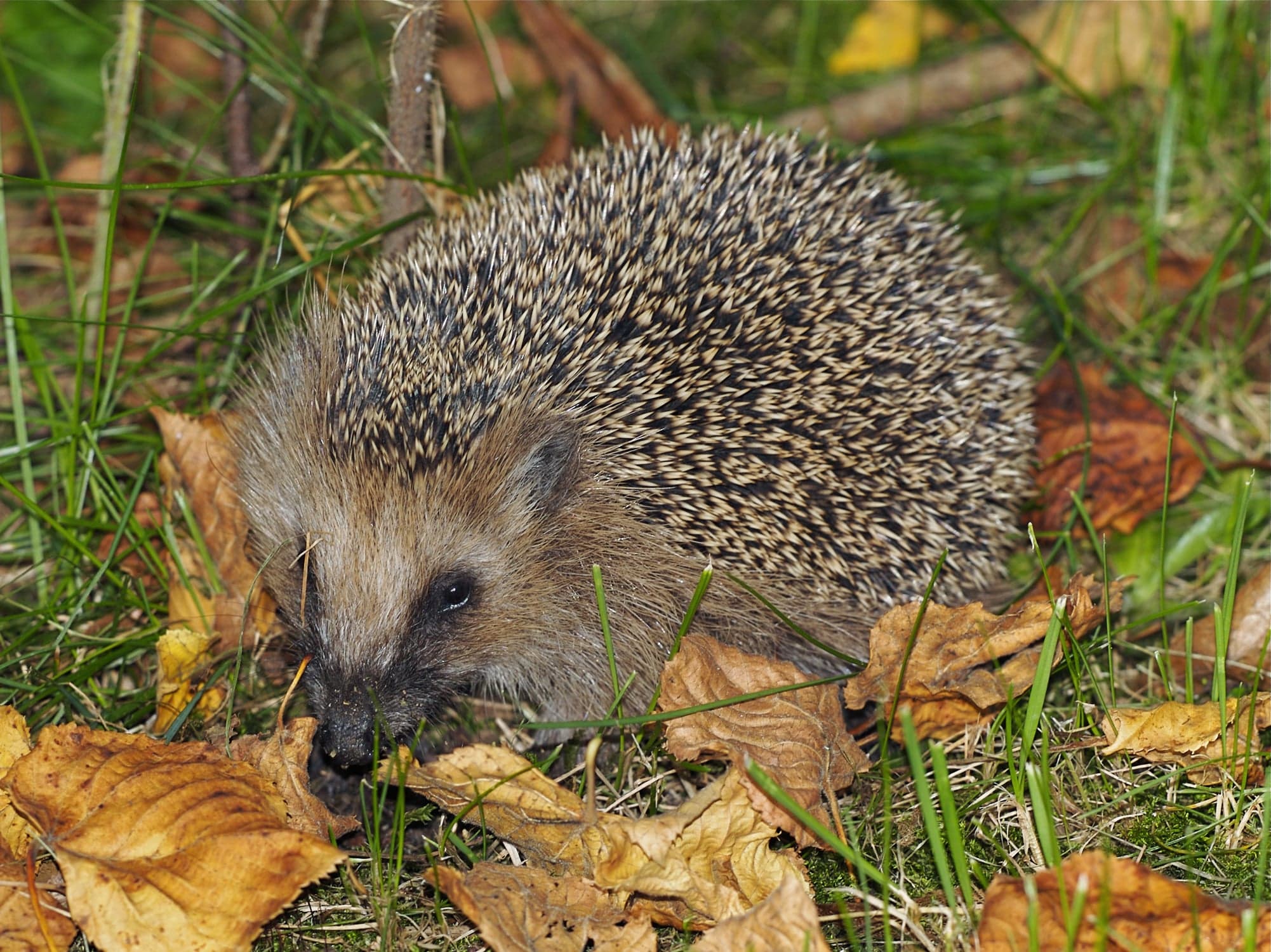 A hedgehog snuffling through autumn leaves in a garden