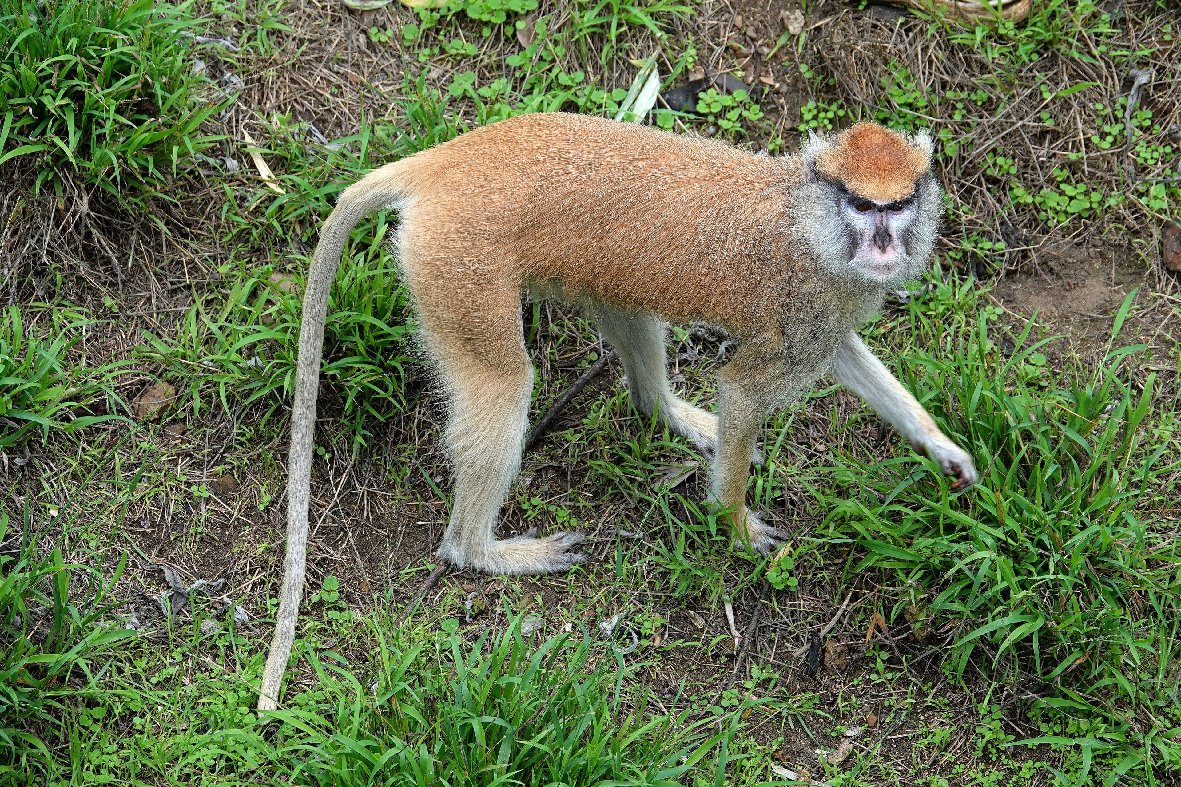 A patas monkey with orange-red fur sitting alert on a rock in open grassland