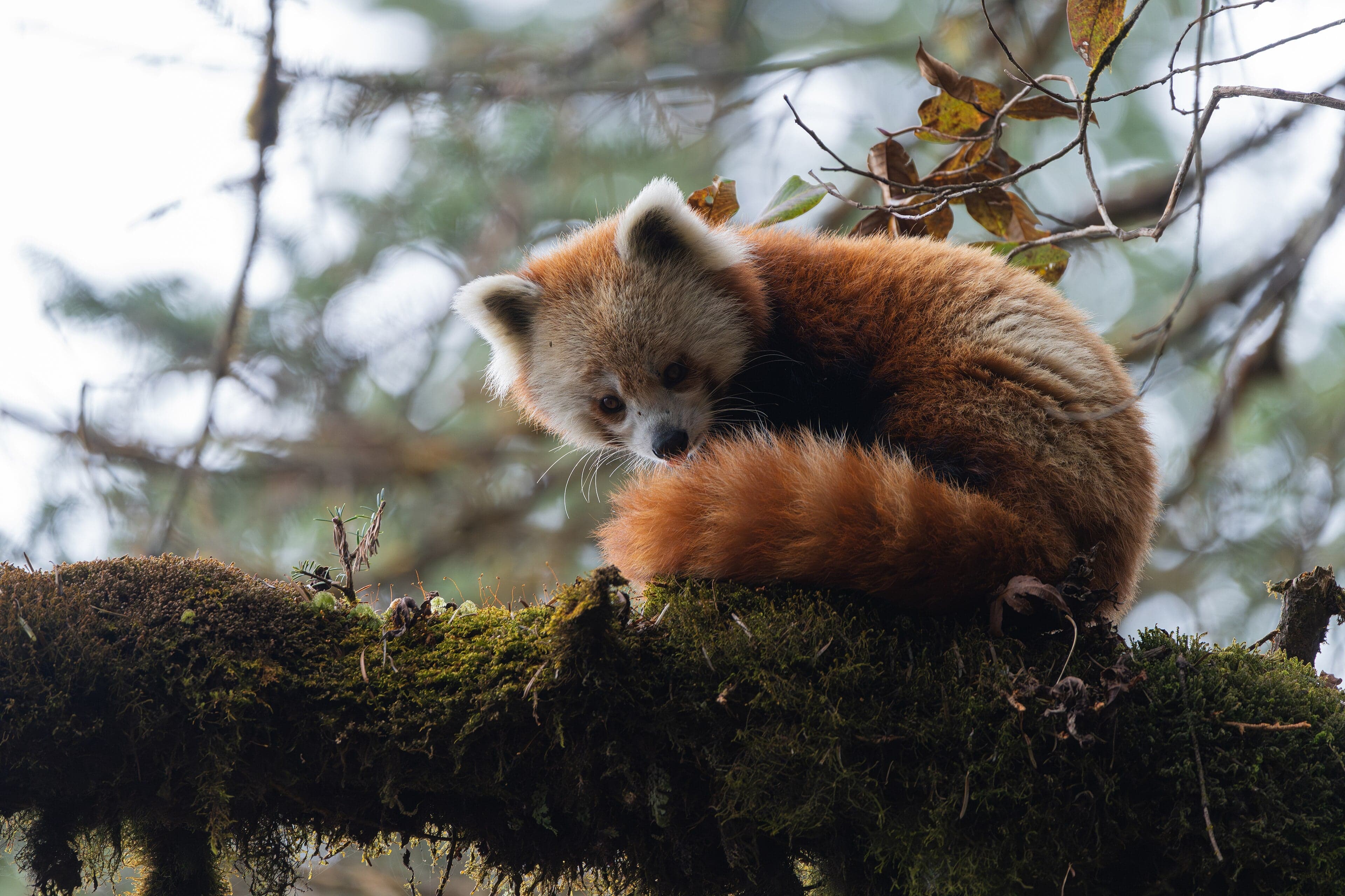 A fluffy red panda with a ringed tail perched on a mossy tree branch