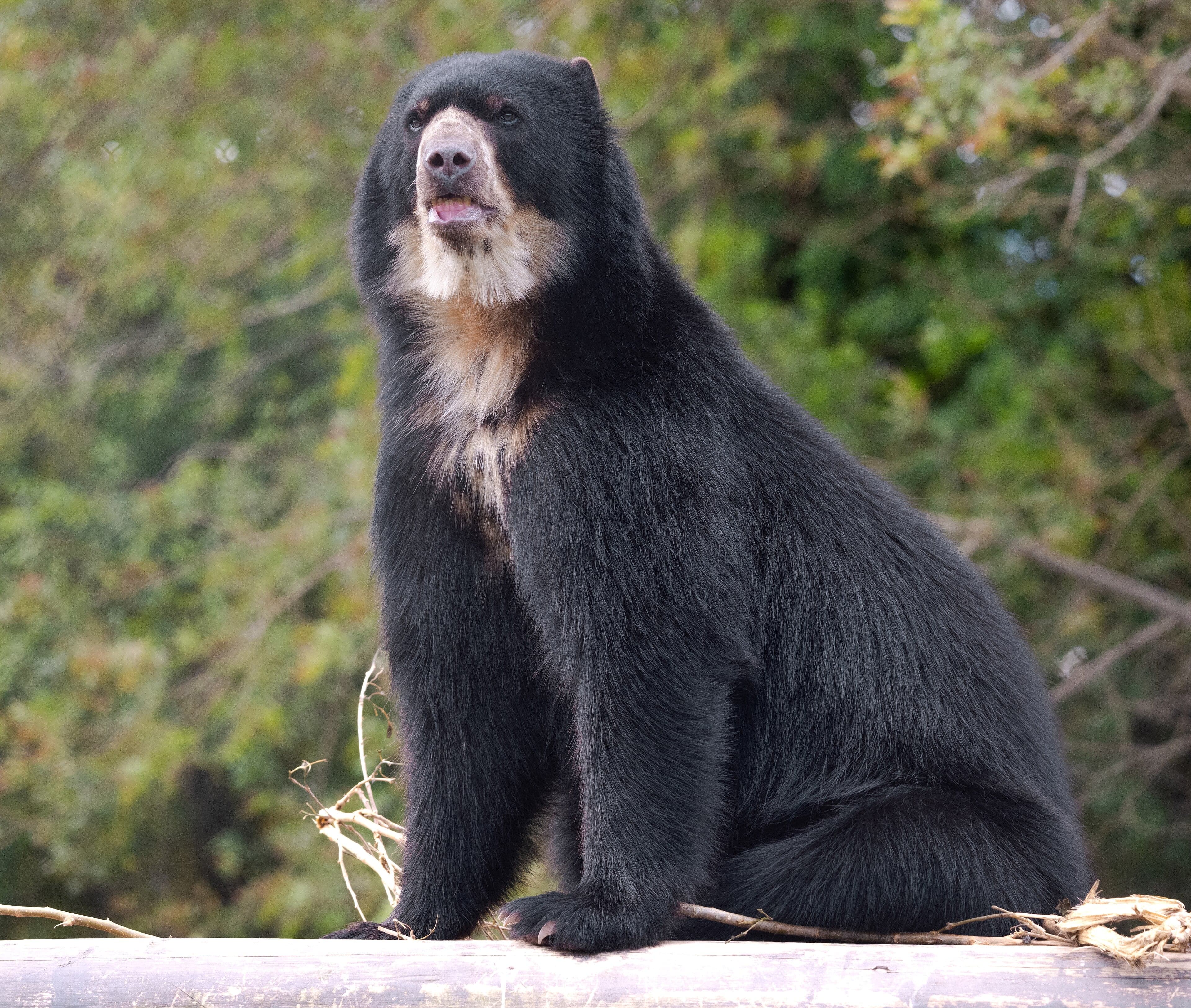 A spectacled bear with distinctive pale markings around its eyes looking at the camera
