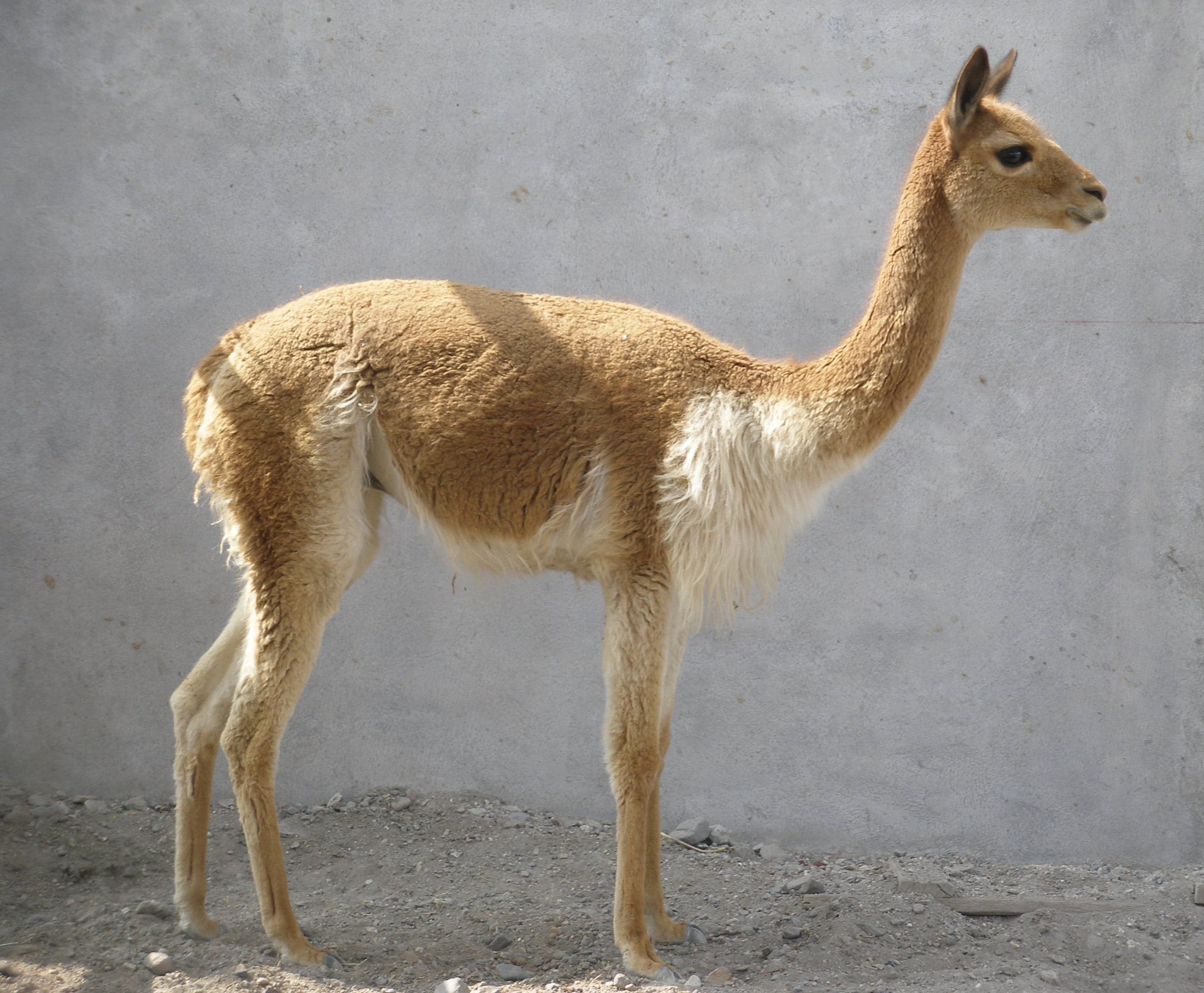 A slender golden-coloured vicuña standing on a high Andean grassland