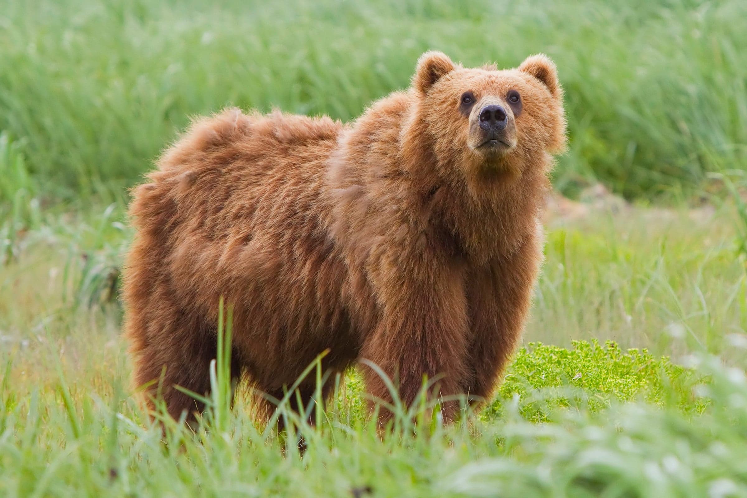 A brown bear walking through a forest clearing in the Dinaric Alps