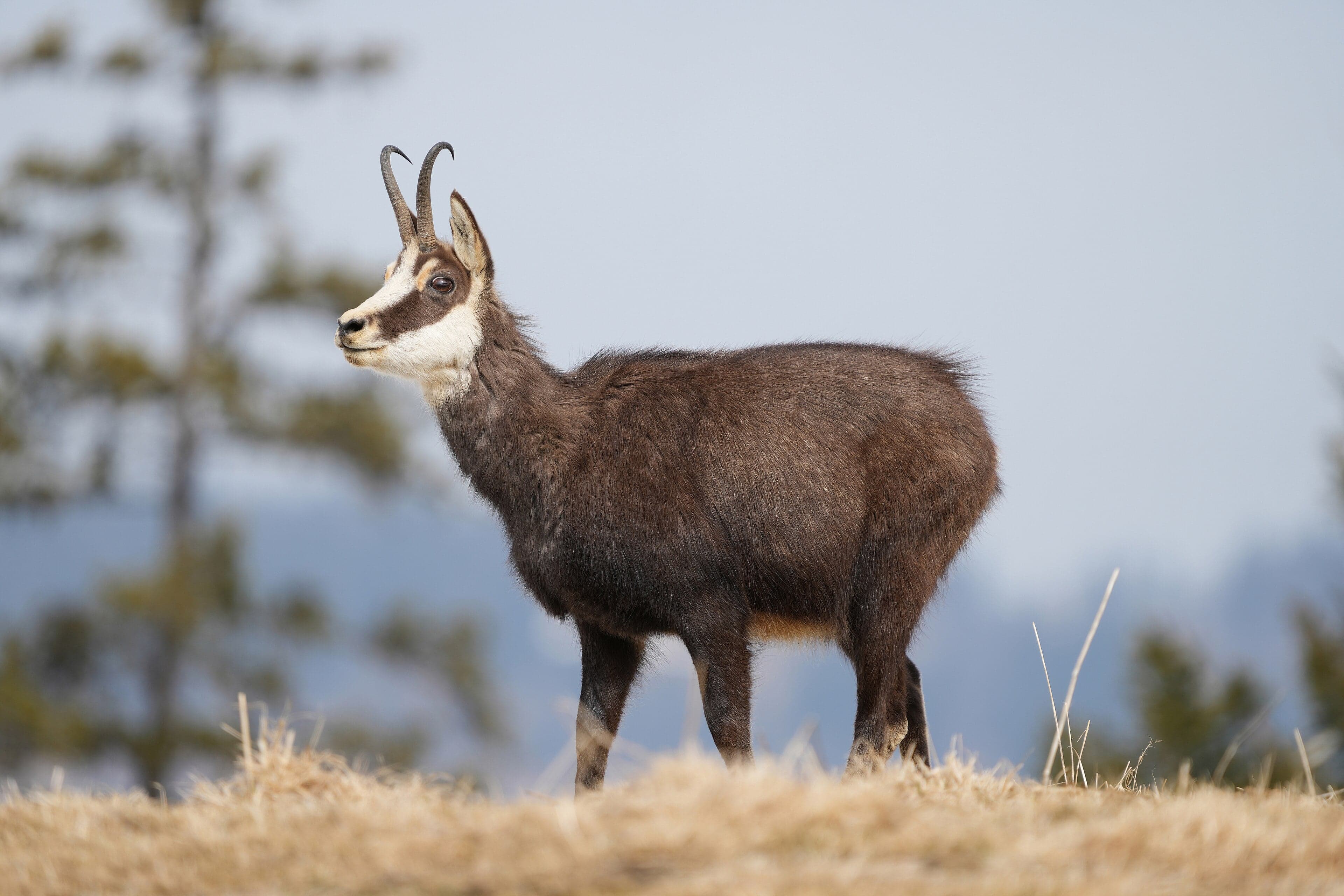 A chamois standing on a rocky mountain ledge in the Dinaric Alps against a blue sky