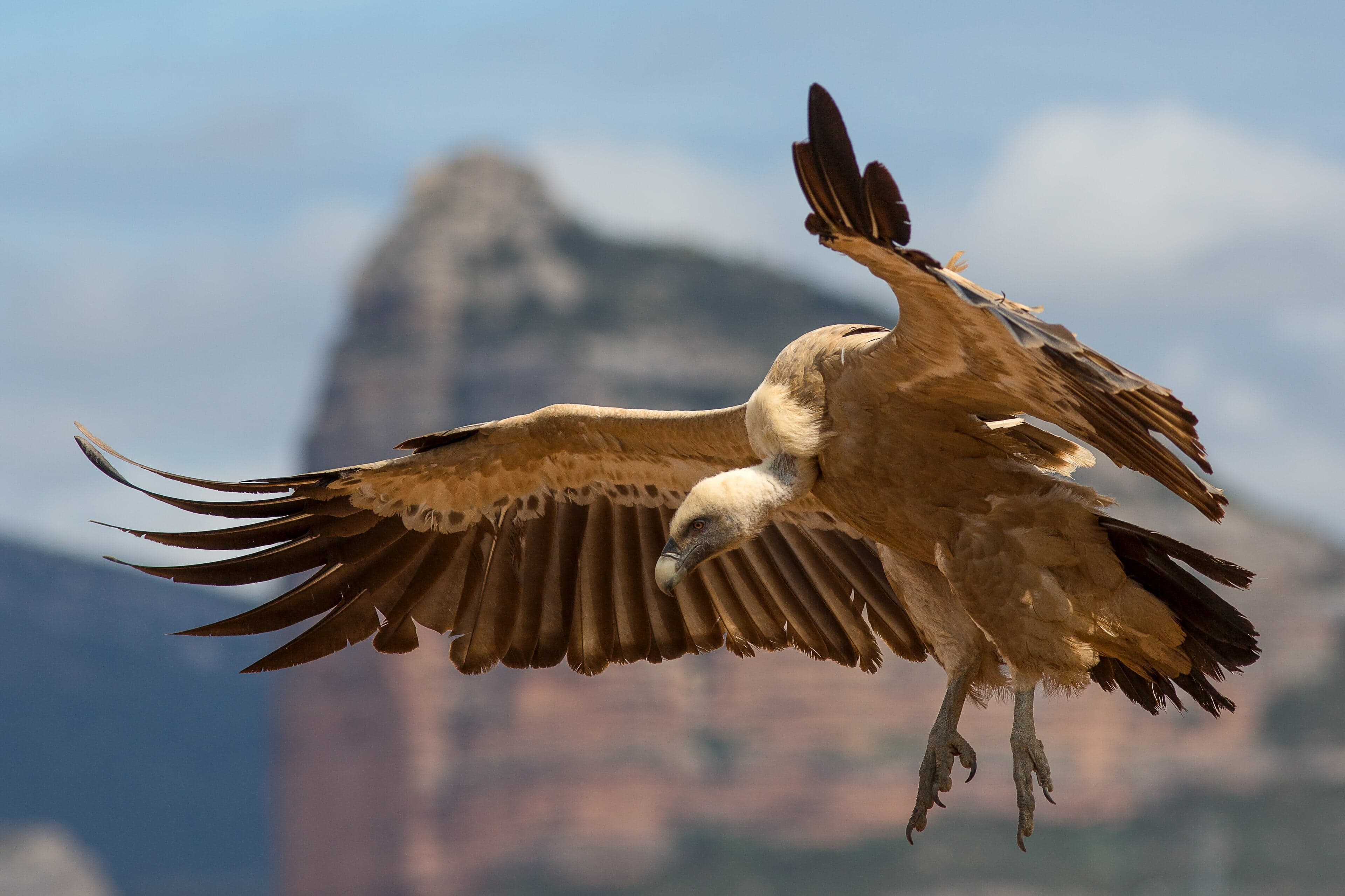A griffon vulture with its pale ruff and wide dark wings soaring over rocky cliffs