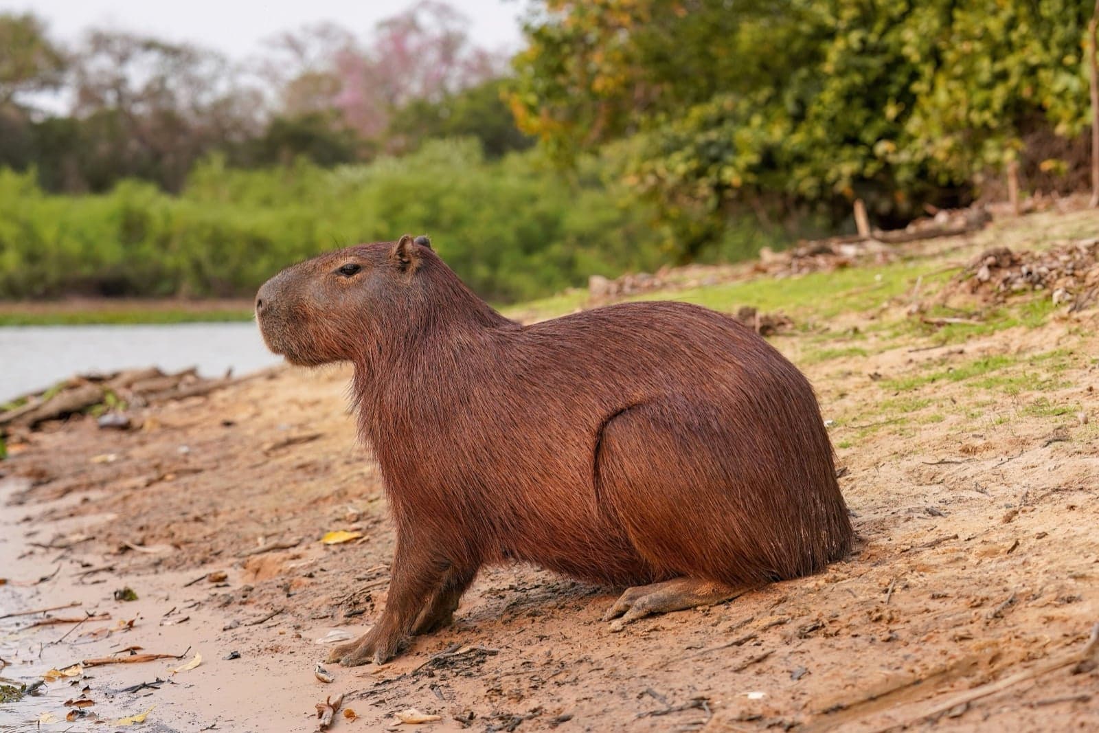 A capybara sitting peacefully on a riverbank in the Pantanal