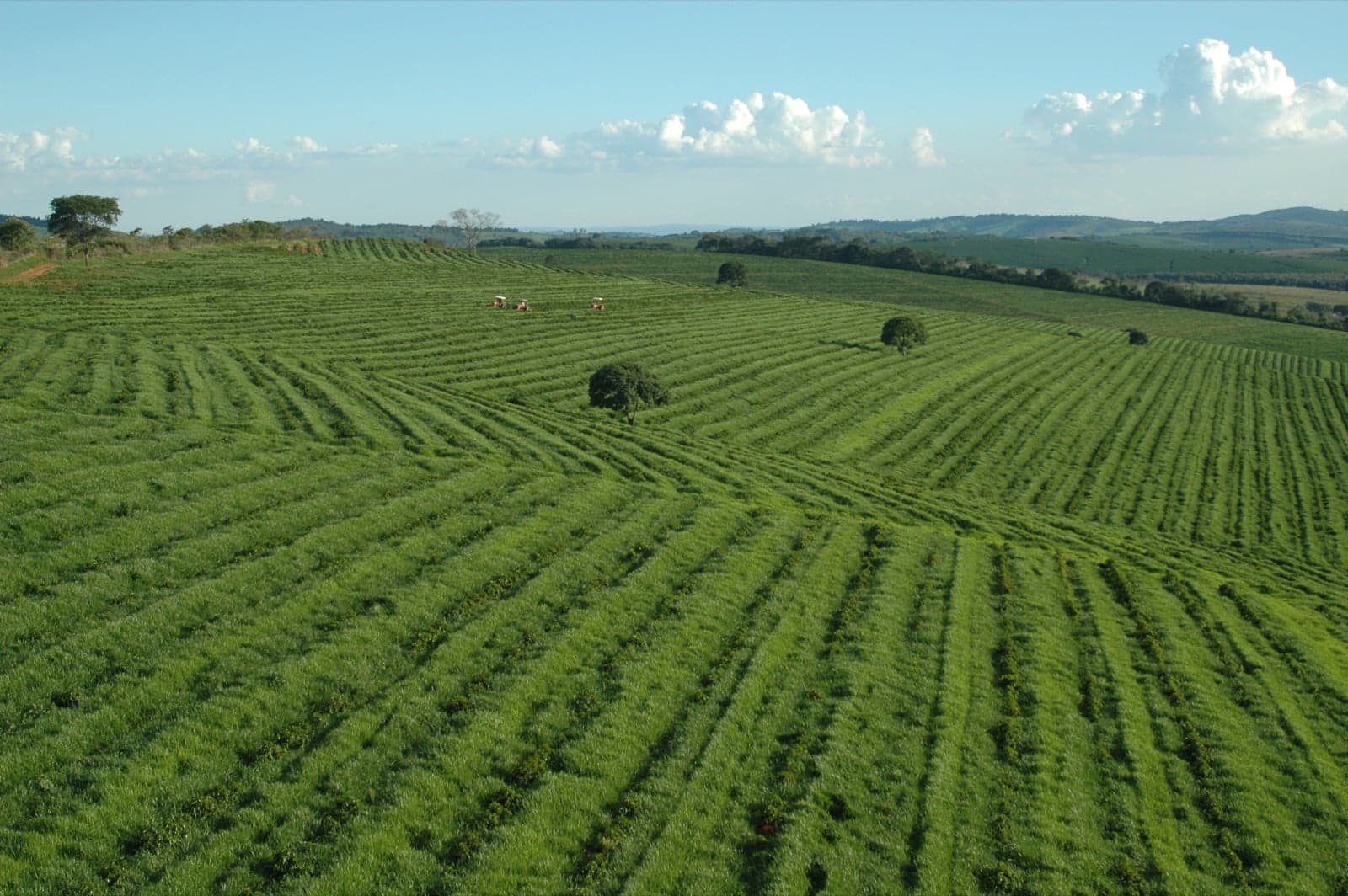 Rows of coffee plants growing on a Brazilian coffee farm