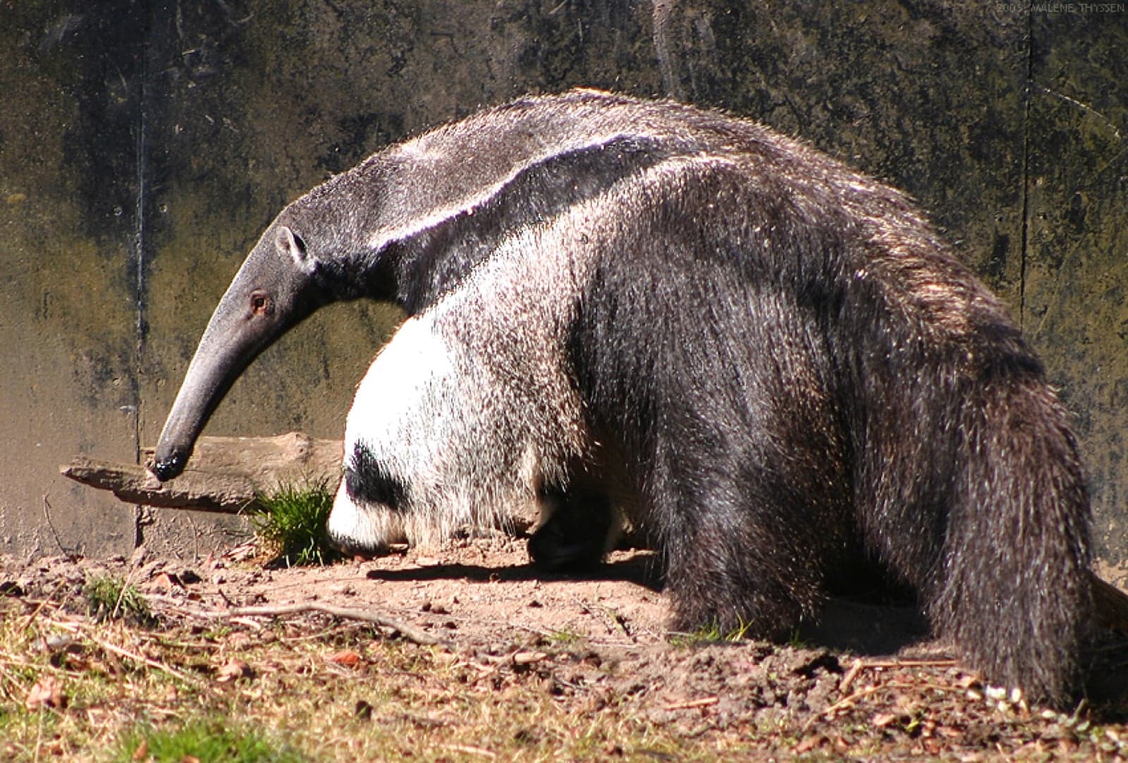 A giant anteater foraging on the ground, showing its long snout and bushy tail