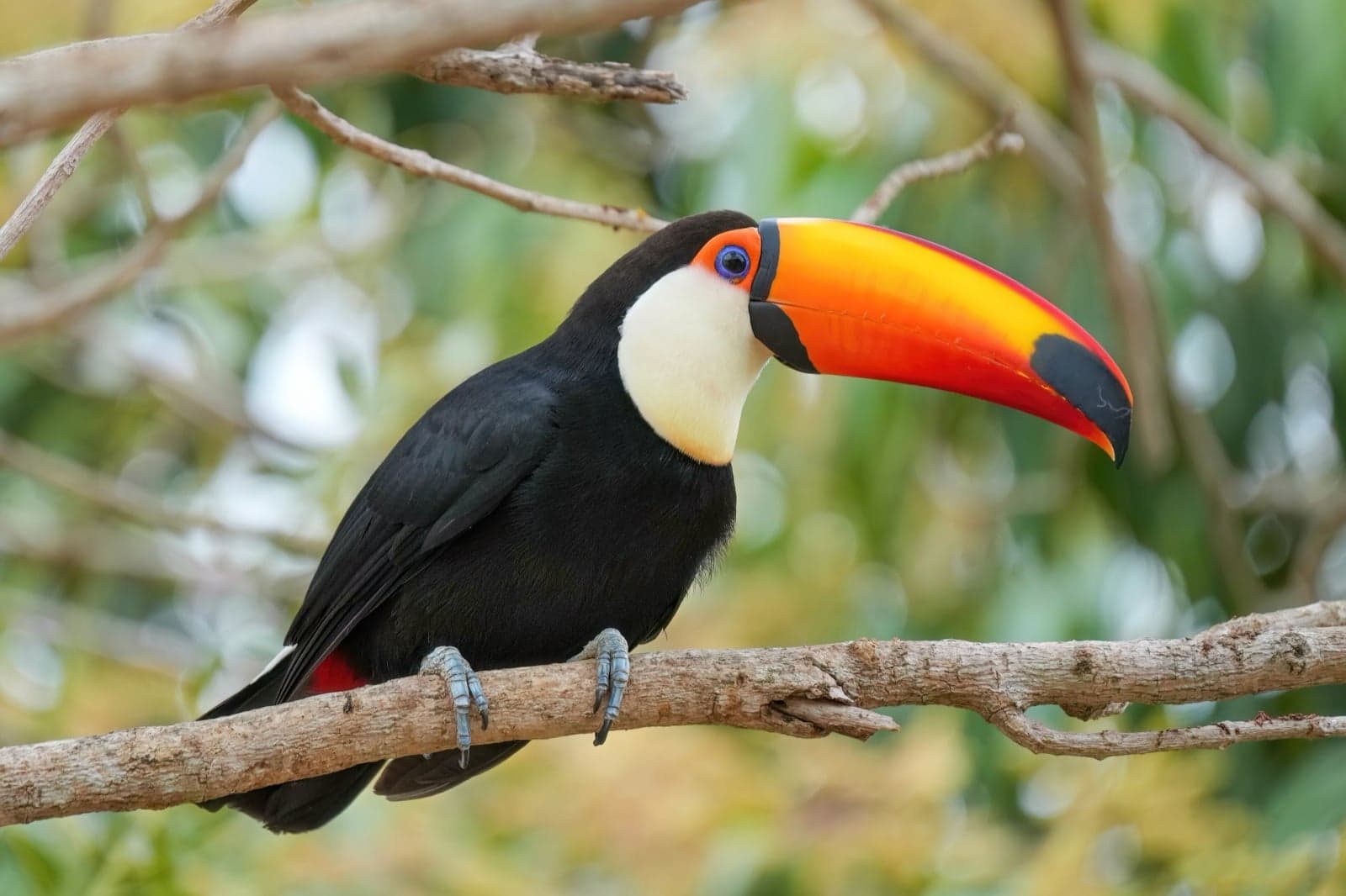 A toco toucan perched on a branch, showing its huge orange beak