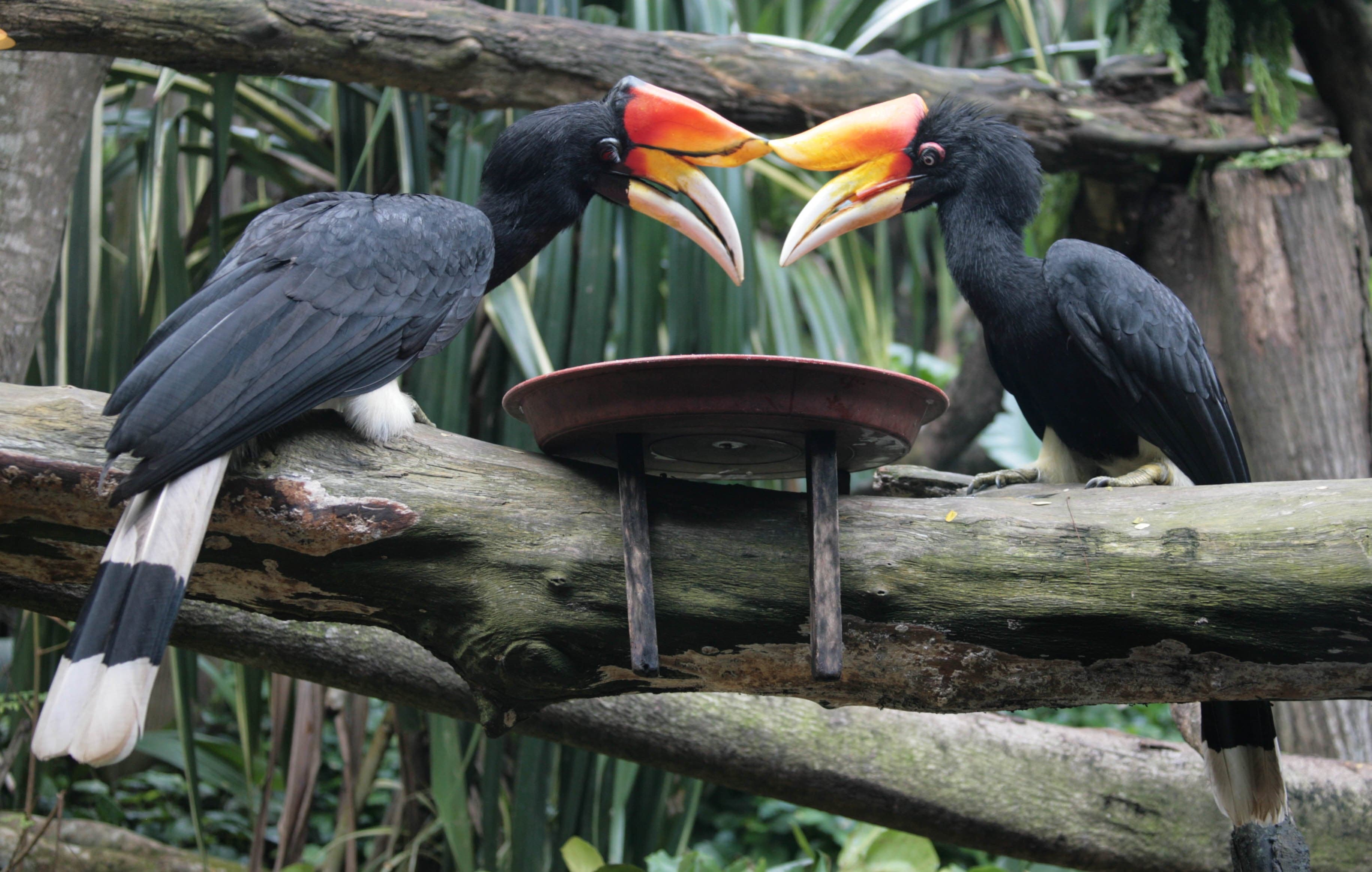 A rhinoceros hornbill perched on a branch showing its bright orange casque