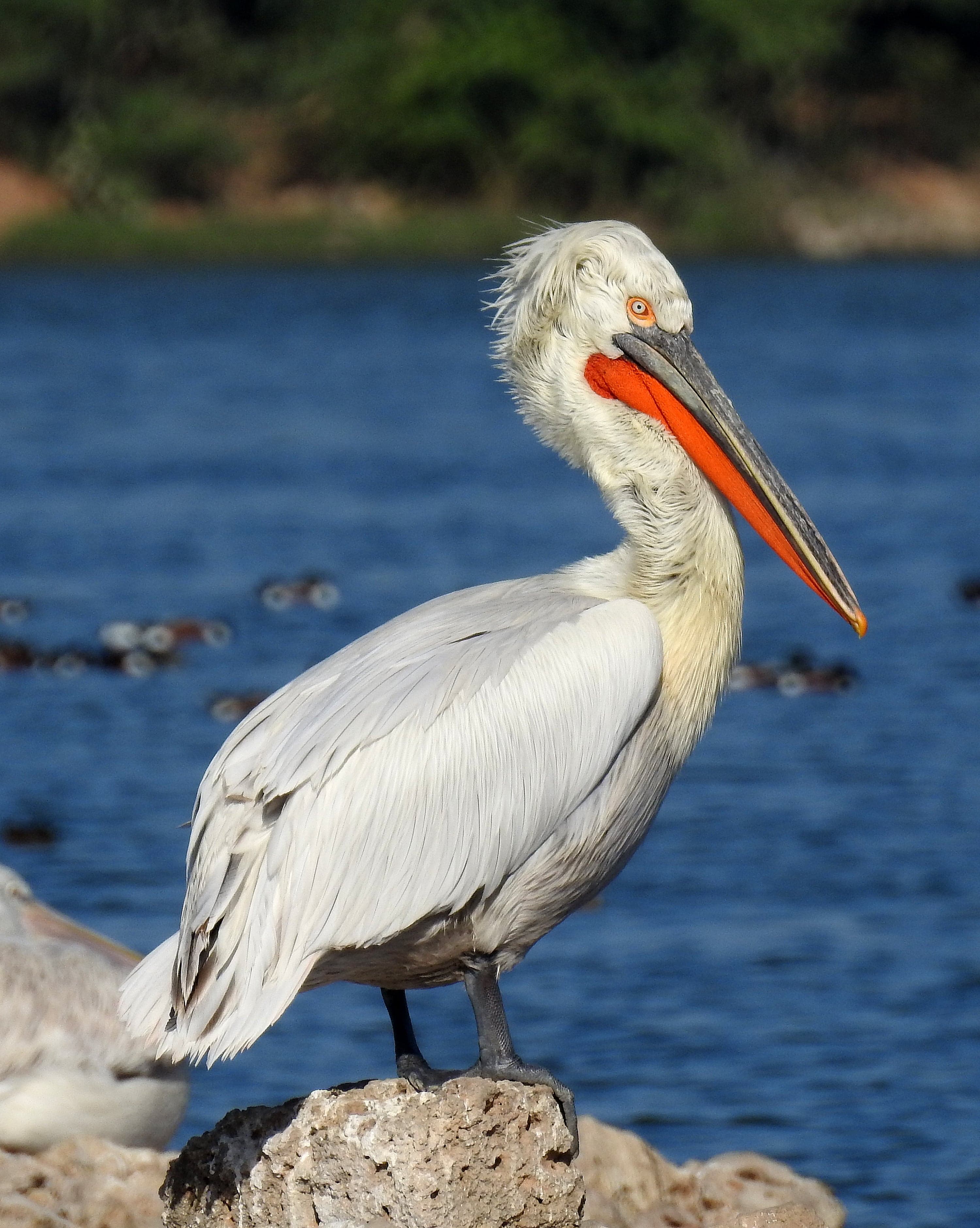 A huge Dalmatian pelican on a lake, its curly head feathers and enormous orange beak clearly visible
