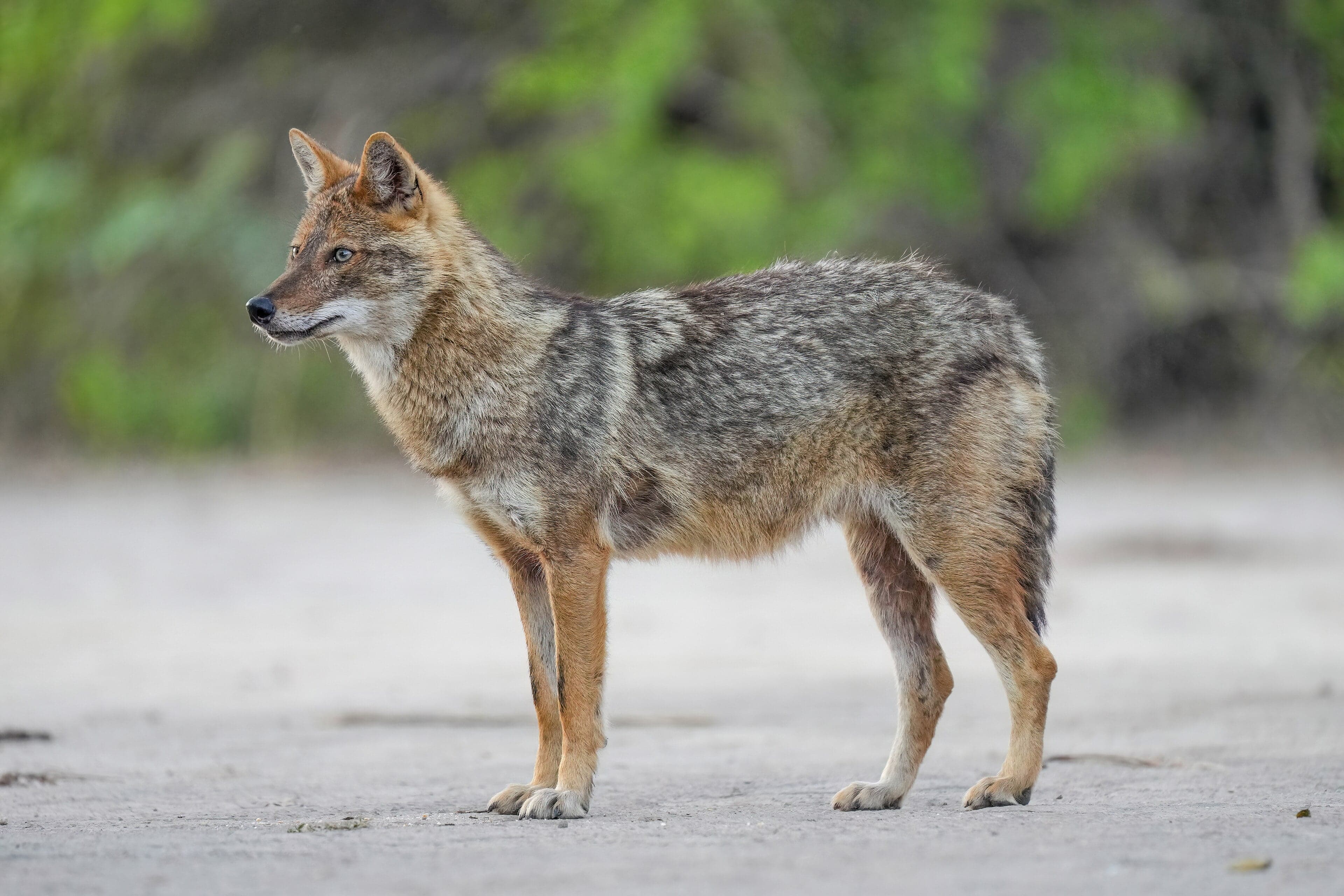 A golden jackal with pale golden-brown fur standing alert in a field