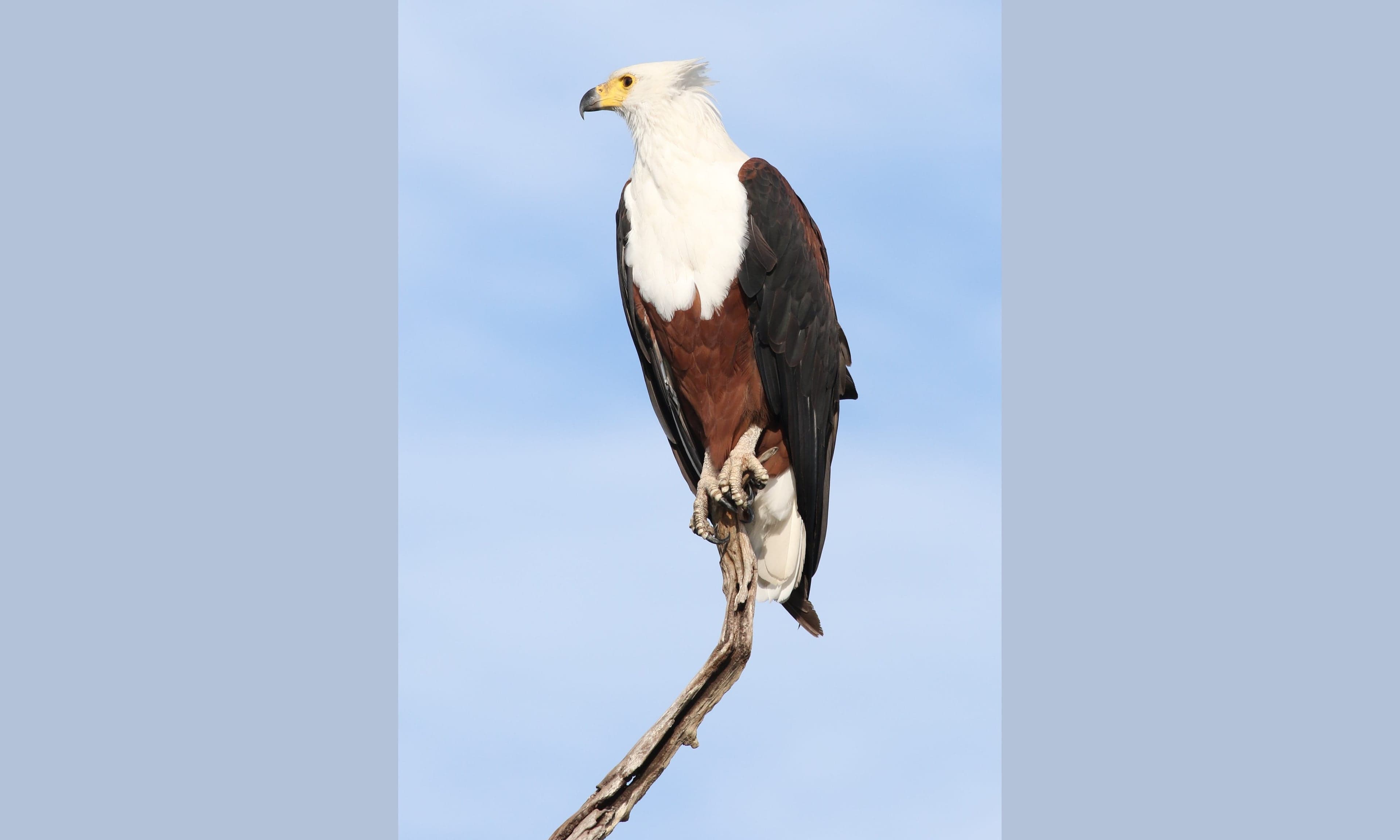 An African fish eagle perched on a branch near water with its white head and chestnut body