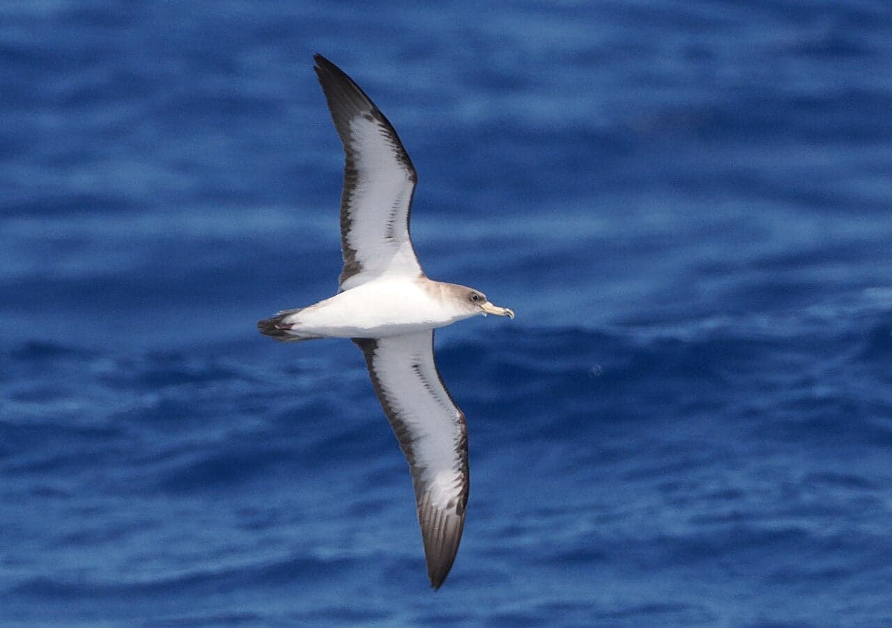 A dark-brown shearwater bird skimming low over ocean waves with its long narrow wings outstretched