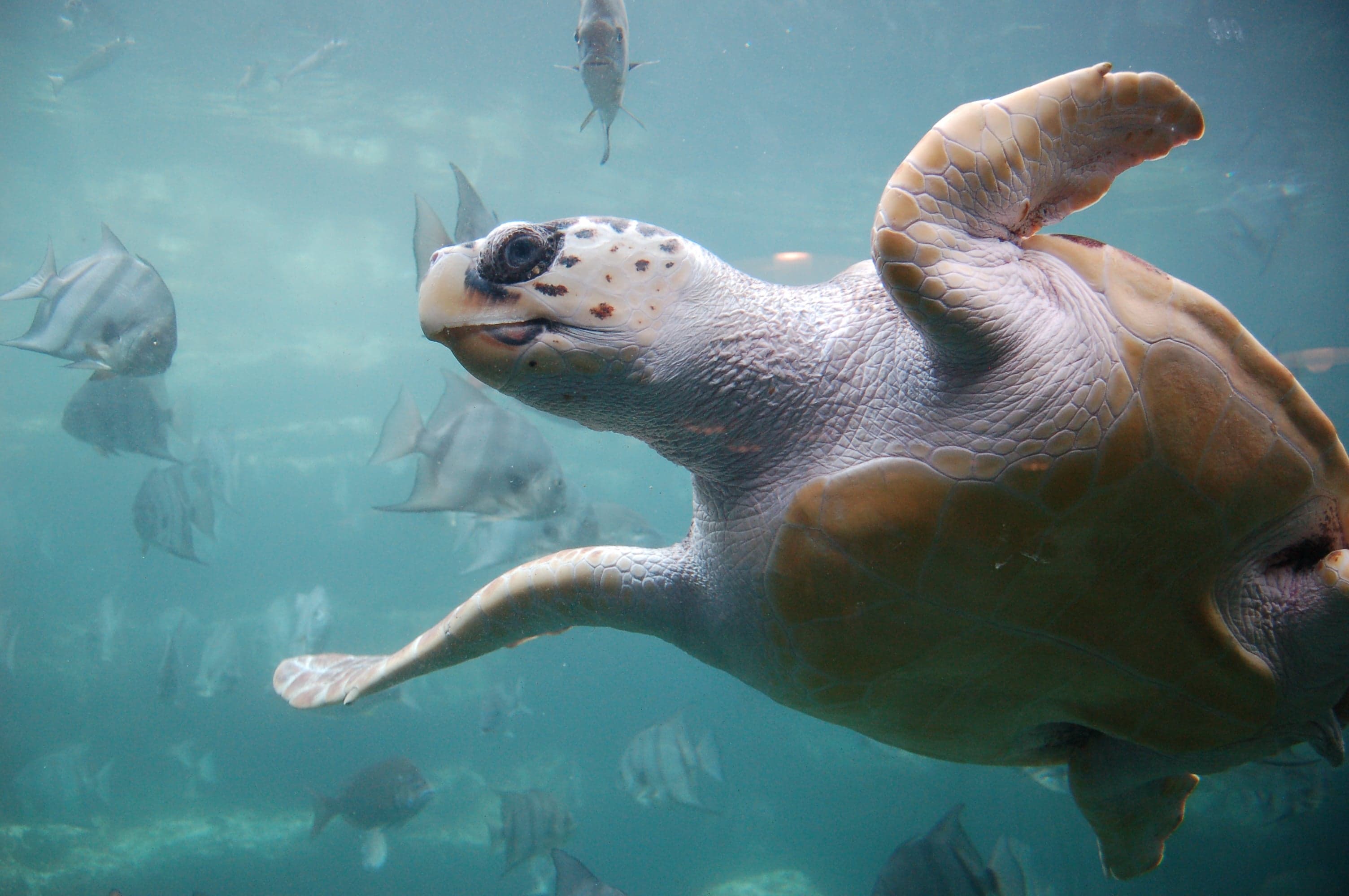 A large loggerhead sea turtle crawling across a dark sandy beach at night