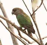 An African grey parrot perched on a branch showing its silver feathers and red tail