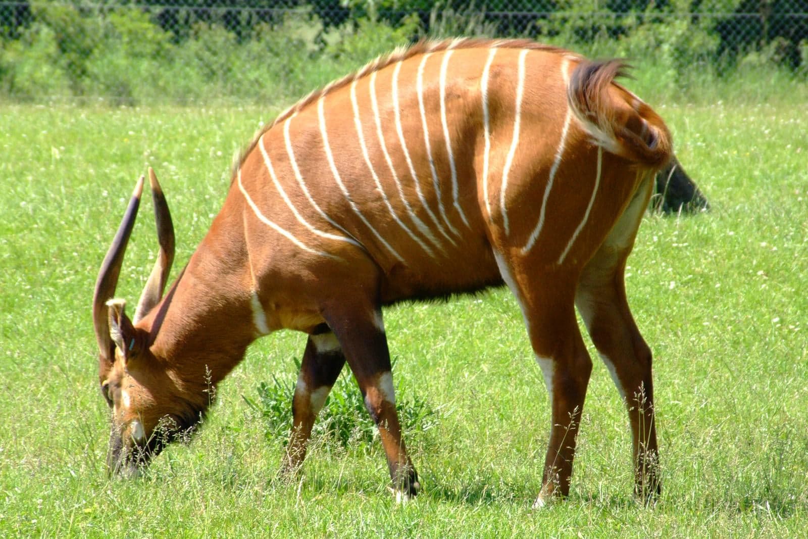 A bongo antelope with striking chestnut and white striped coat in forest shade