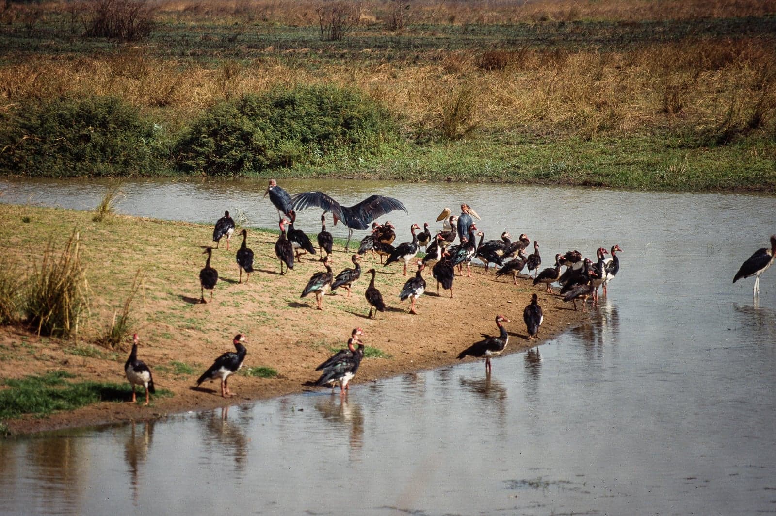 Wide savanna and wetlands in Manovo-Gounda St. Floris National Park