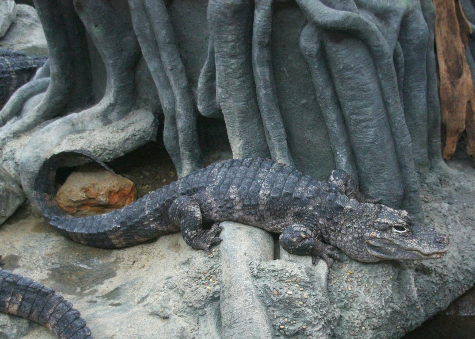 A small Chinese alligator resting on rocks