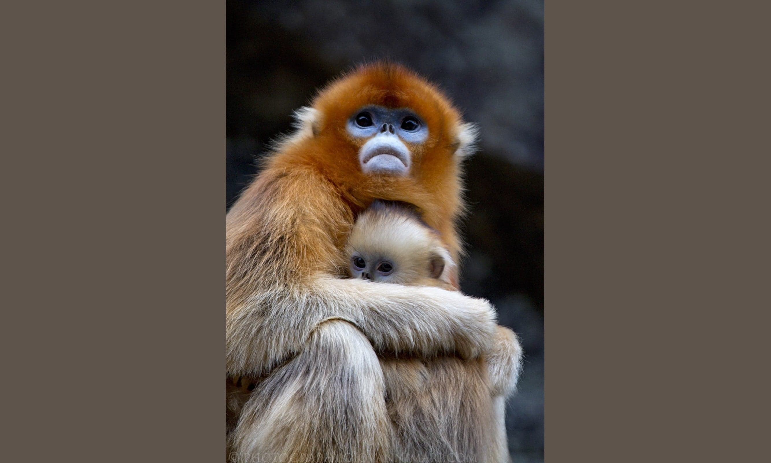 A mother golden snub-nosed monkey holding her infant