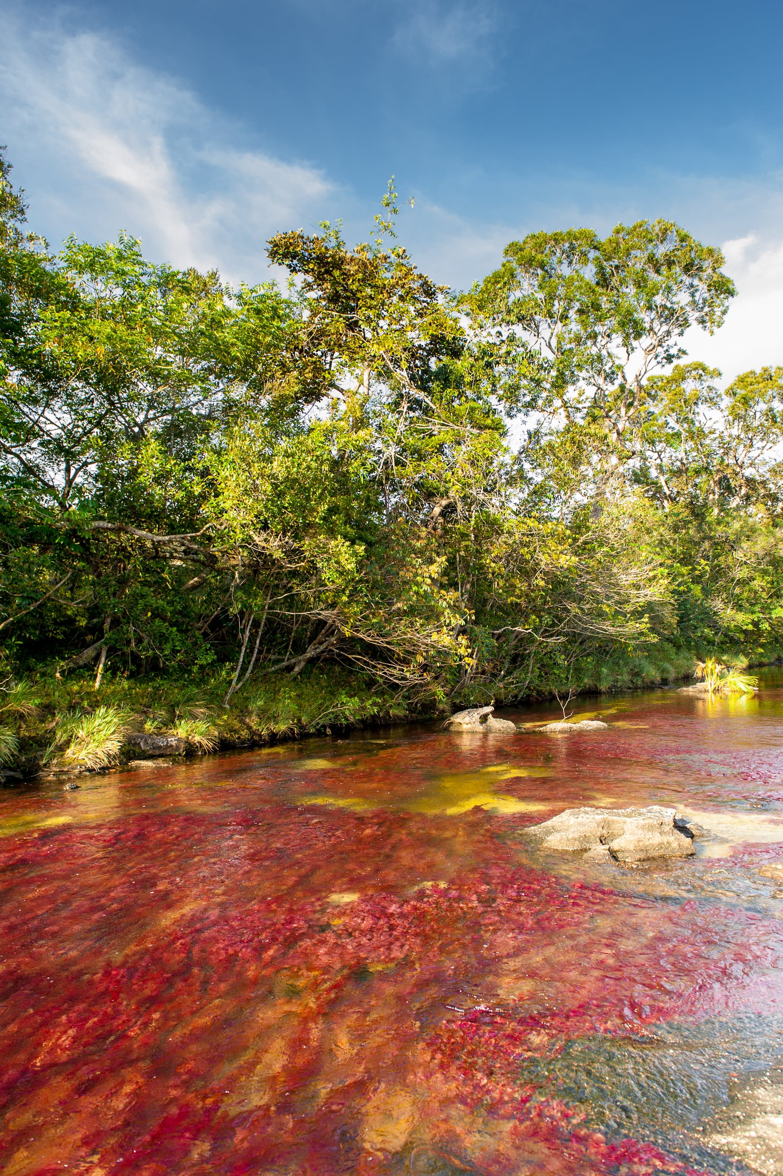 The vivid red and yellow colours of Caño Cristales river flowing over pink rock
