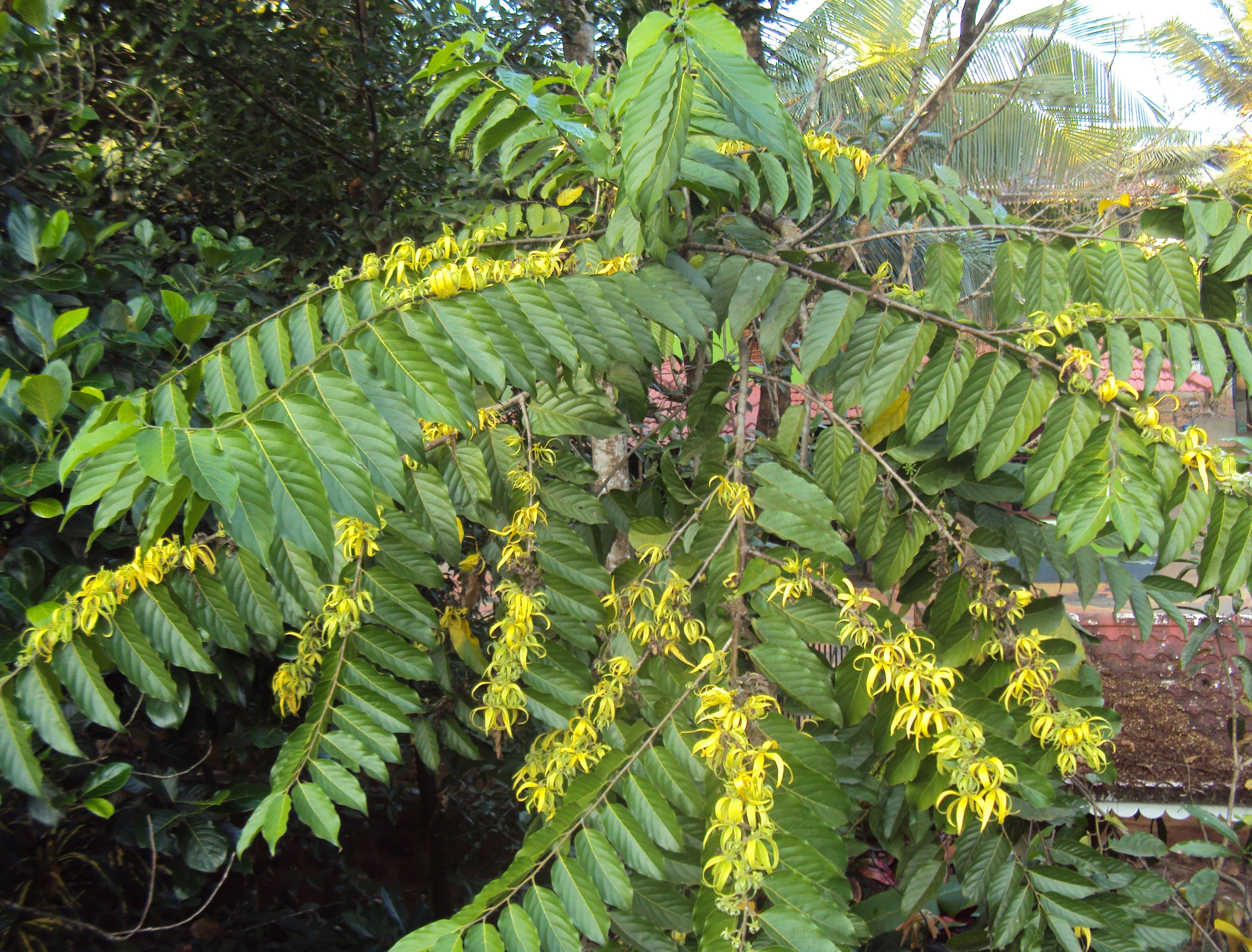 Yellow star-shaped ylang-ylang flowers on a tree in Comoros