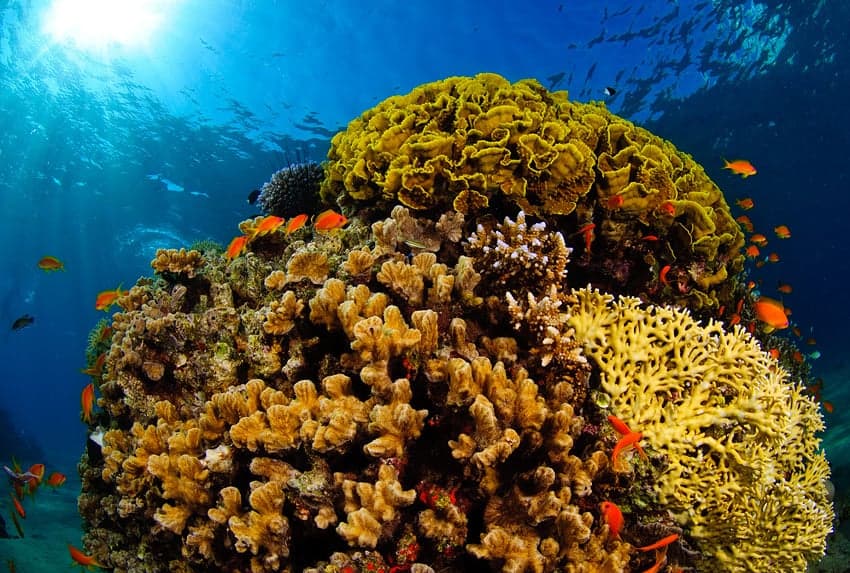 Colourful coral formations and tropical fish in clear Caribbean waters off Cuba