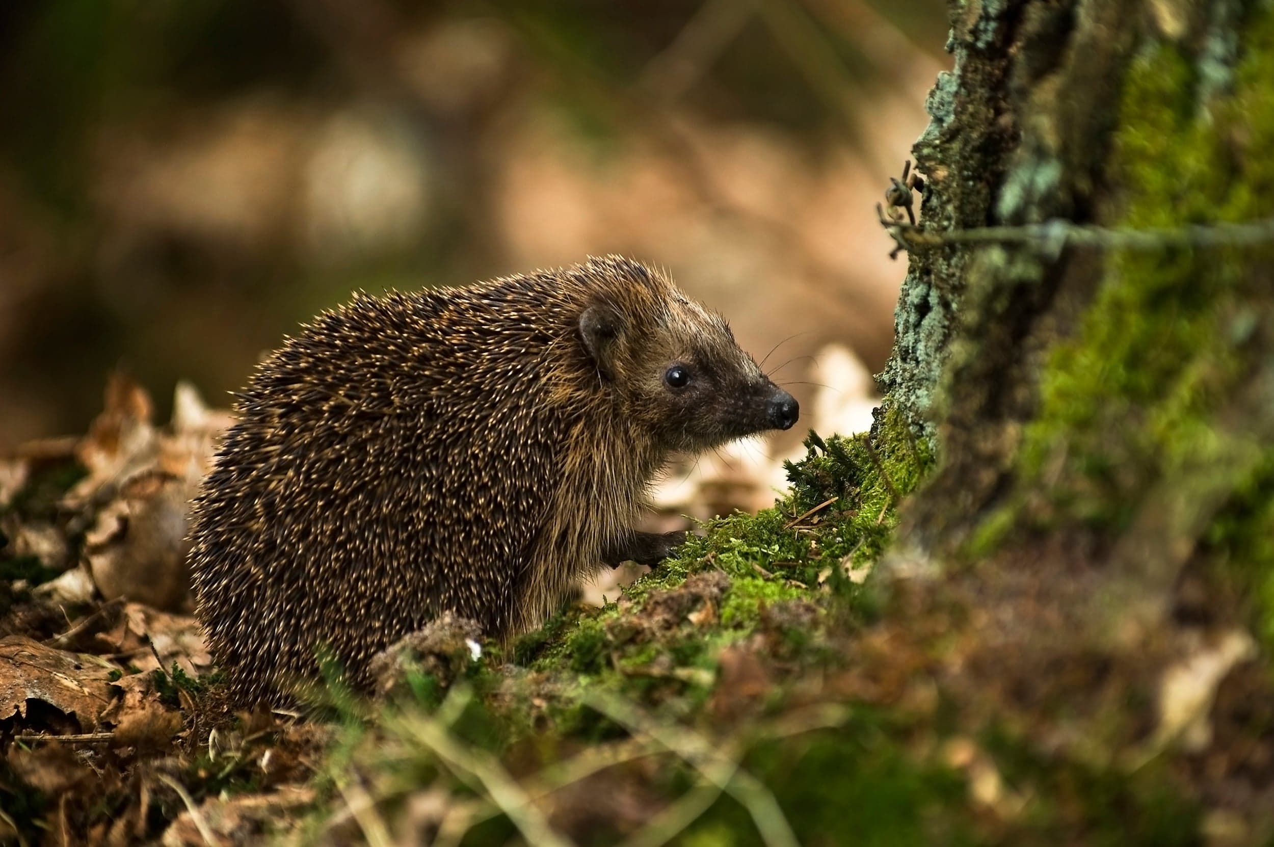 A European hedgehog walking across grass at dusk