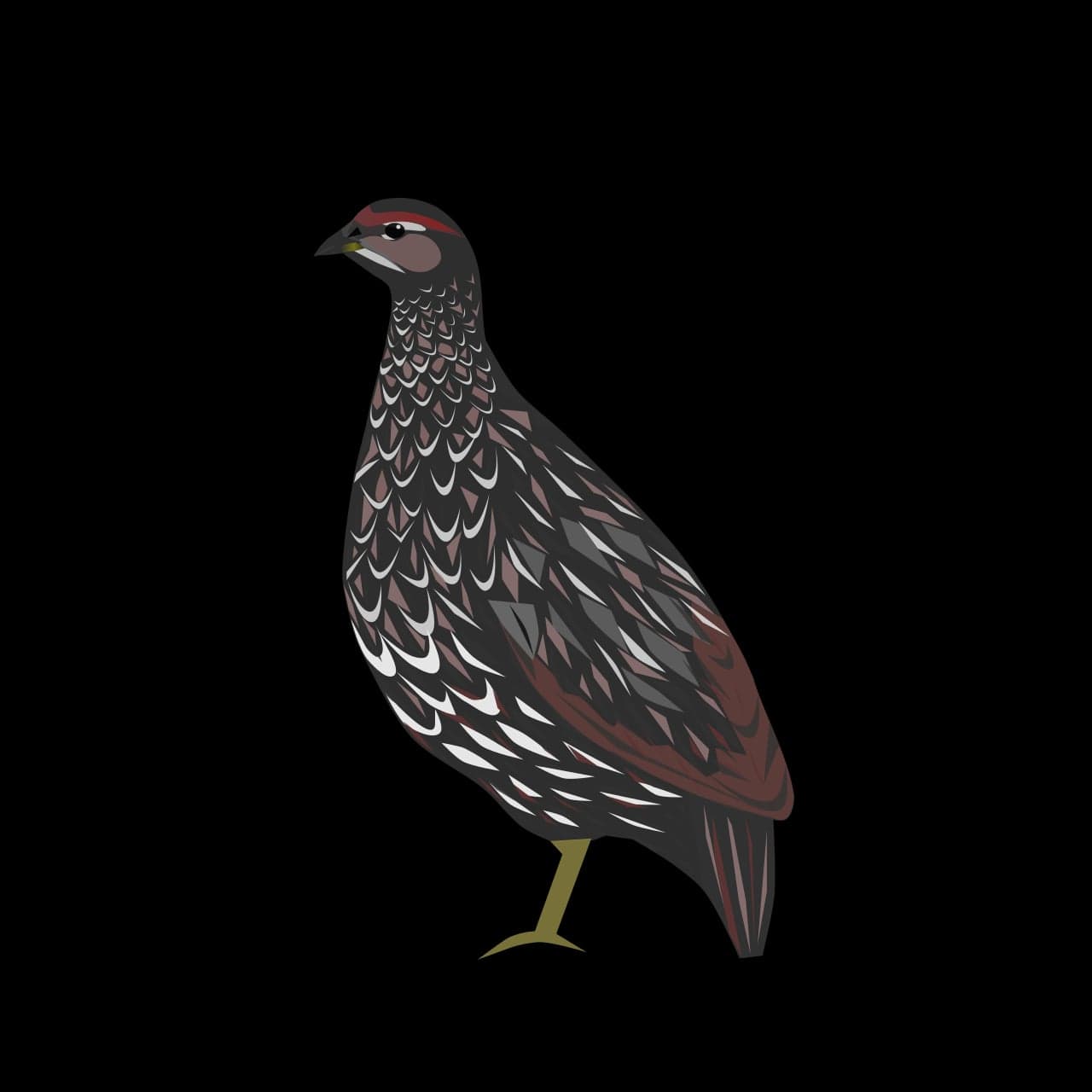 A Djibouti francolin with speckled brown feathers perching on a branch in juniper forest