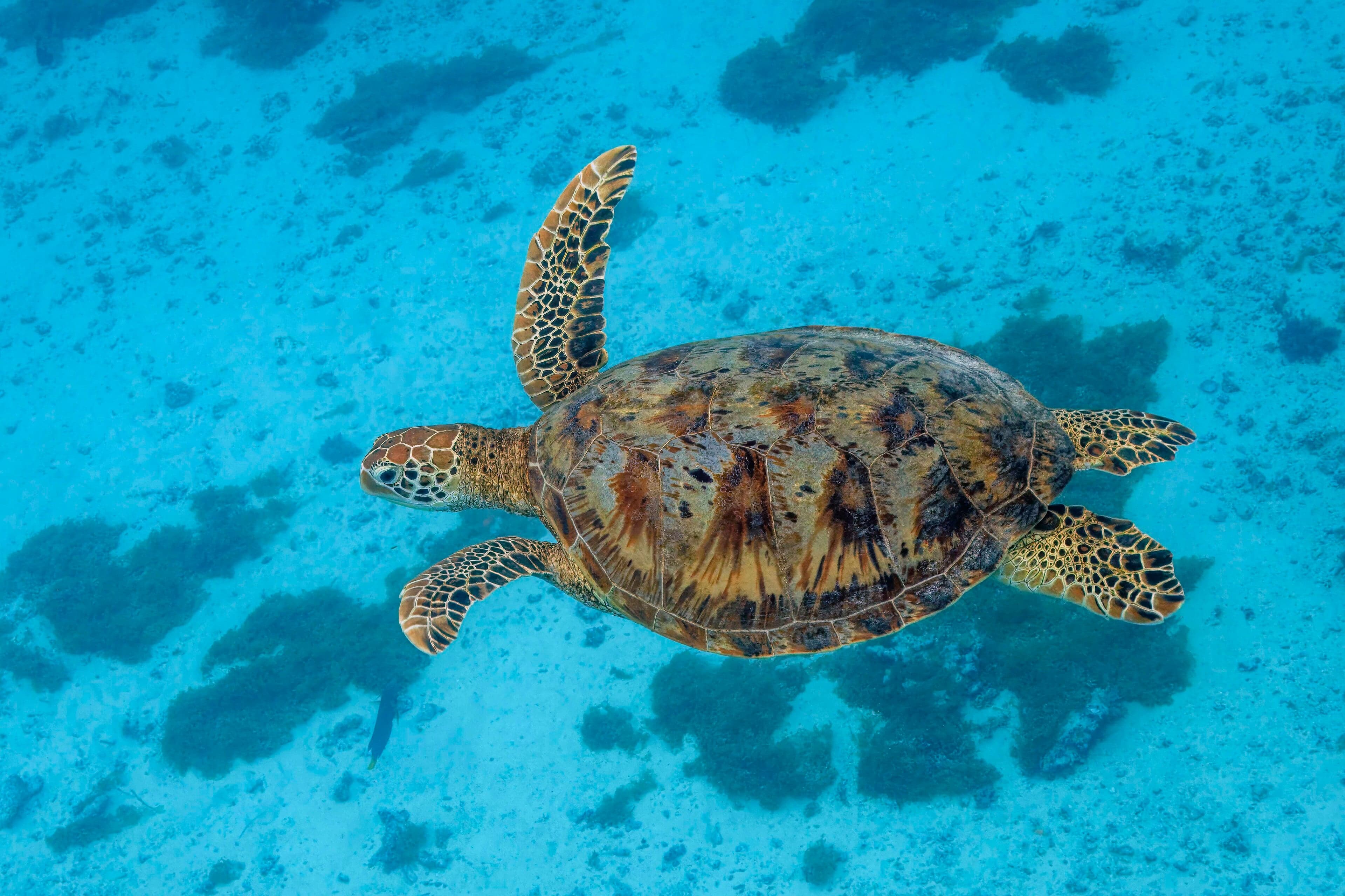 A green sea turtle gliding through clear blue water above a coral reef