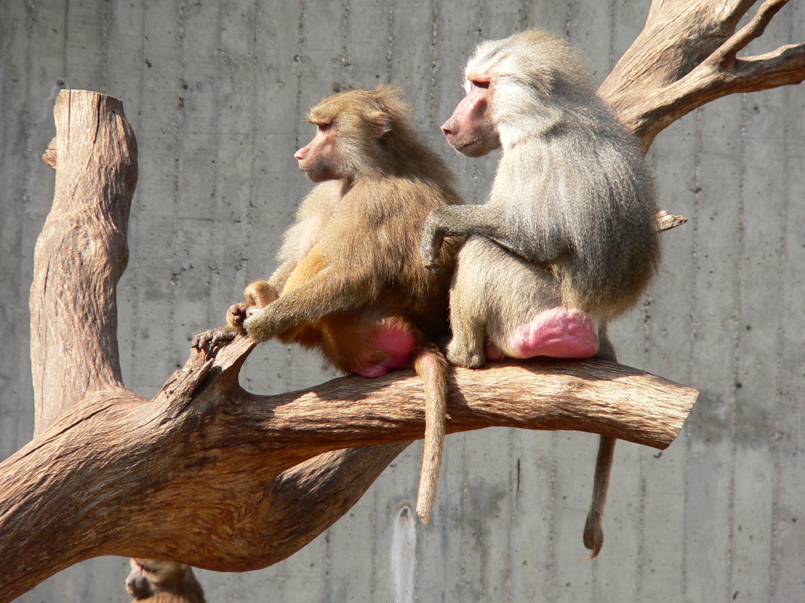 A Hamadryas baboon with a silver mane sitting on a rock outcrop
