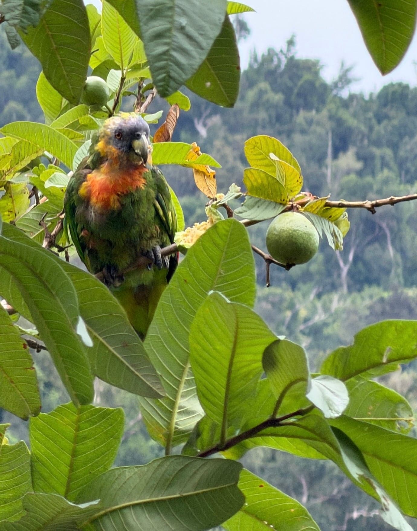 A jaco parrot with bright green plumage and a red-and-yellow forehead perched in a tree in Dominica