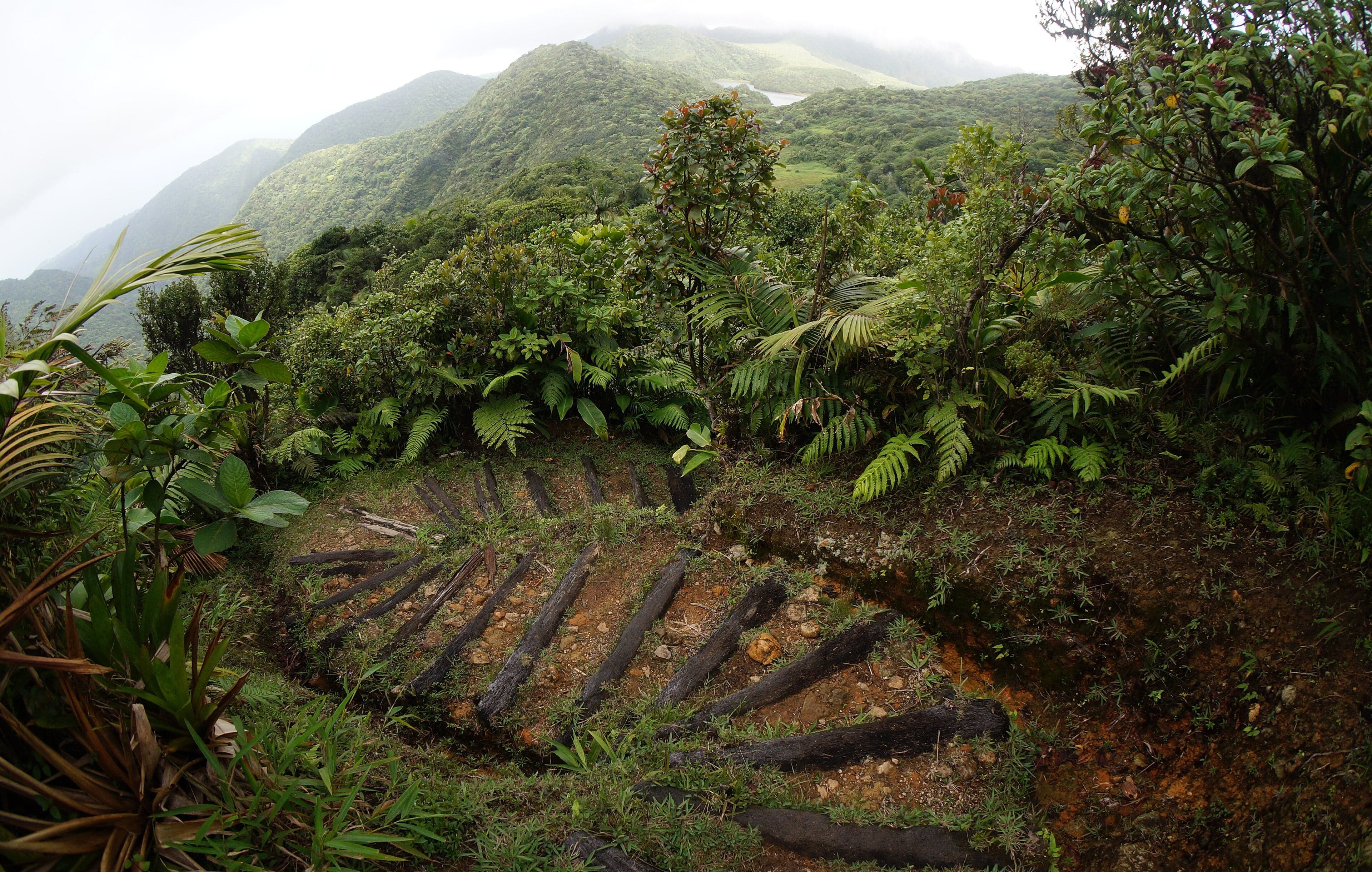 Lush green rainforest covering the slopes of Morne Trois Pitons in Dominica