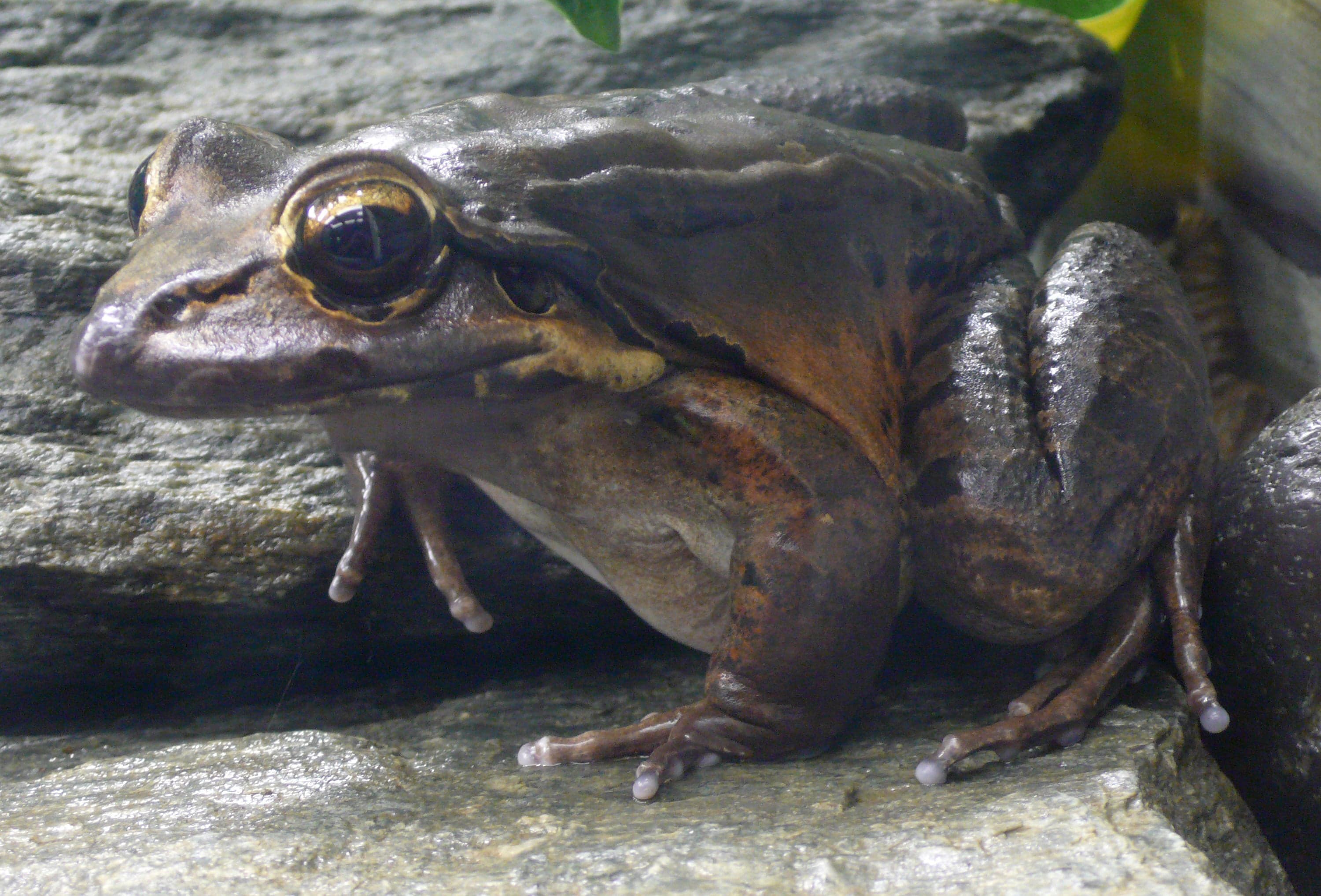 A large brown mountain chicken frog sitting on a mossy rock in Dominica