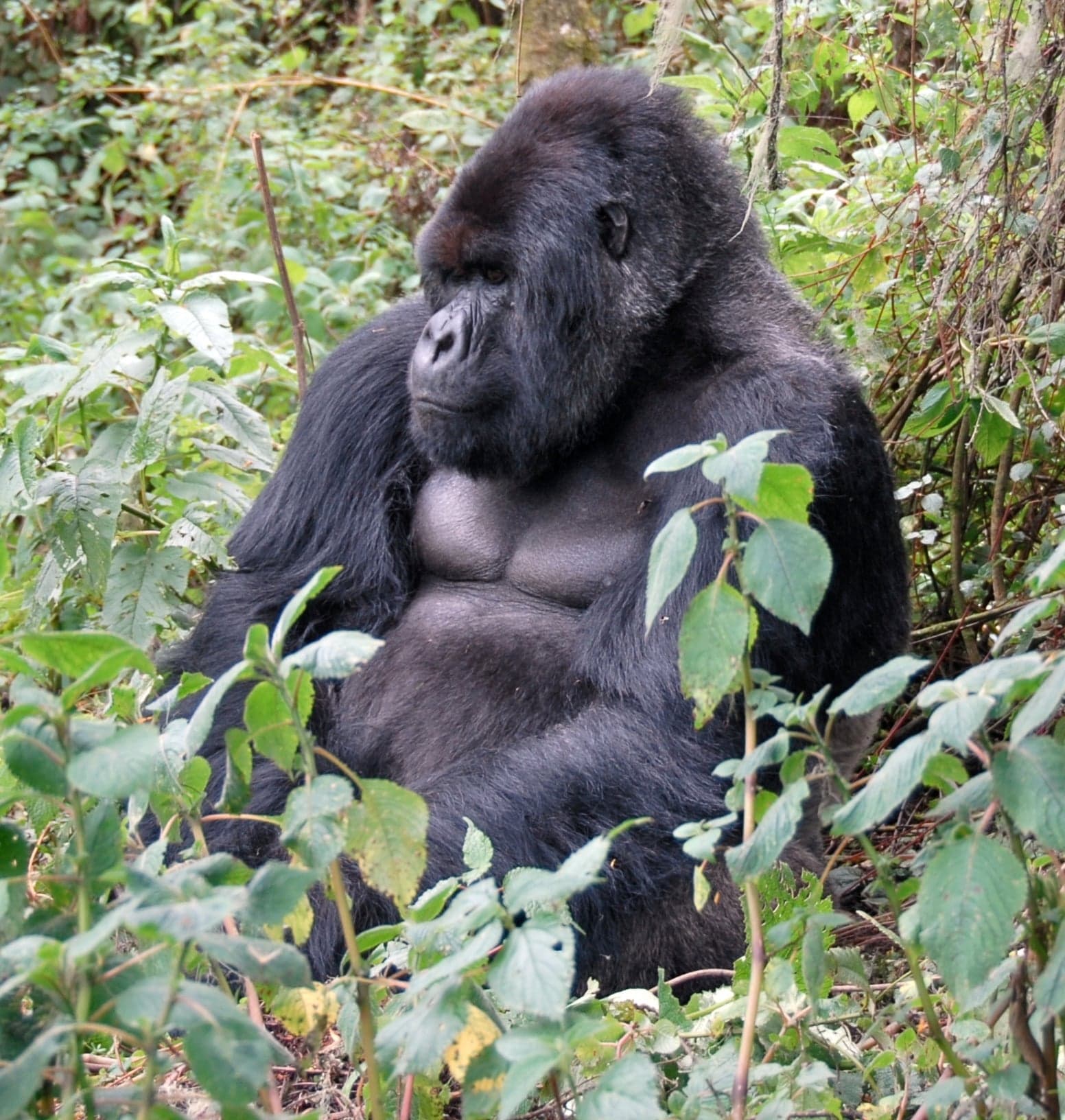 A silverback mountain gorilla sitting peacefully among green vegetation