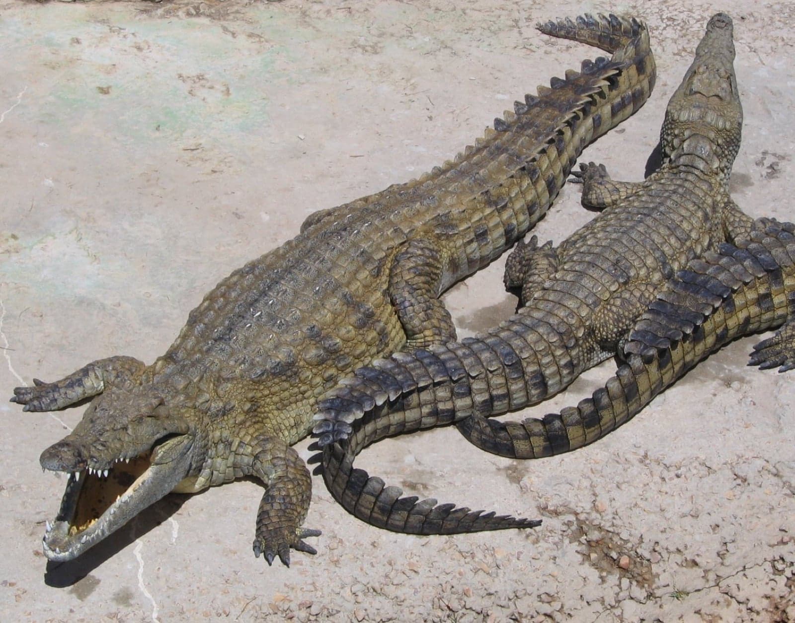 Two Nile crocodiles resting on the riverbank