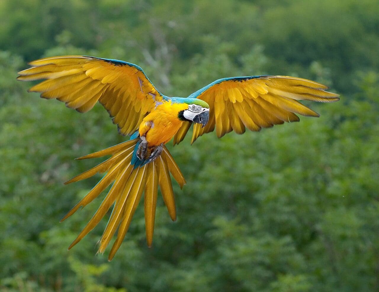 A blue-and-gold macaw perched on a branch showing its vivid feathers